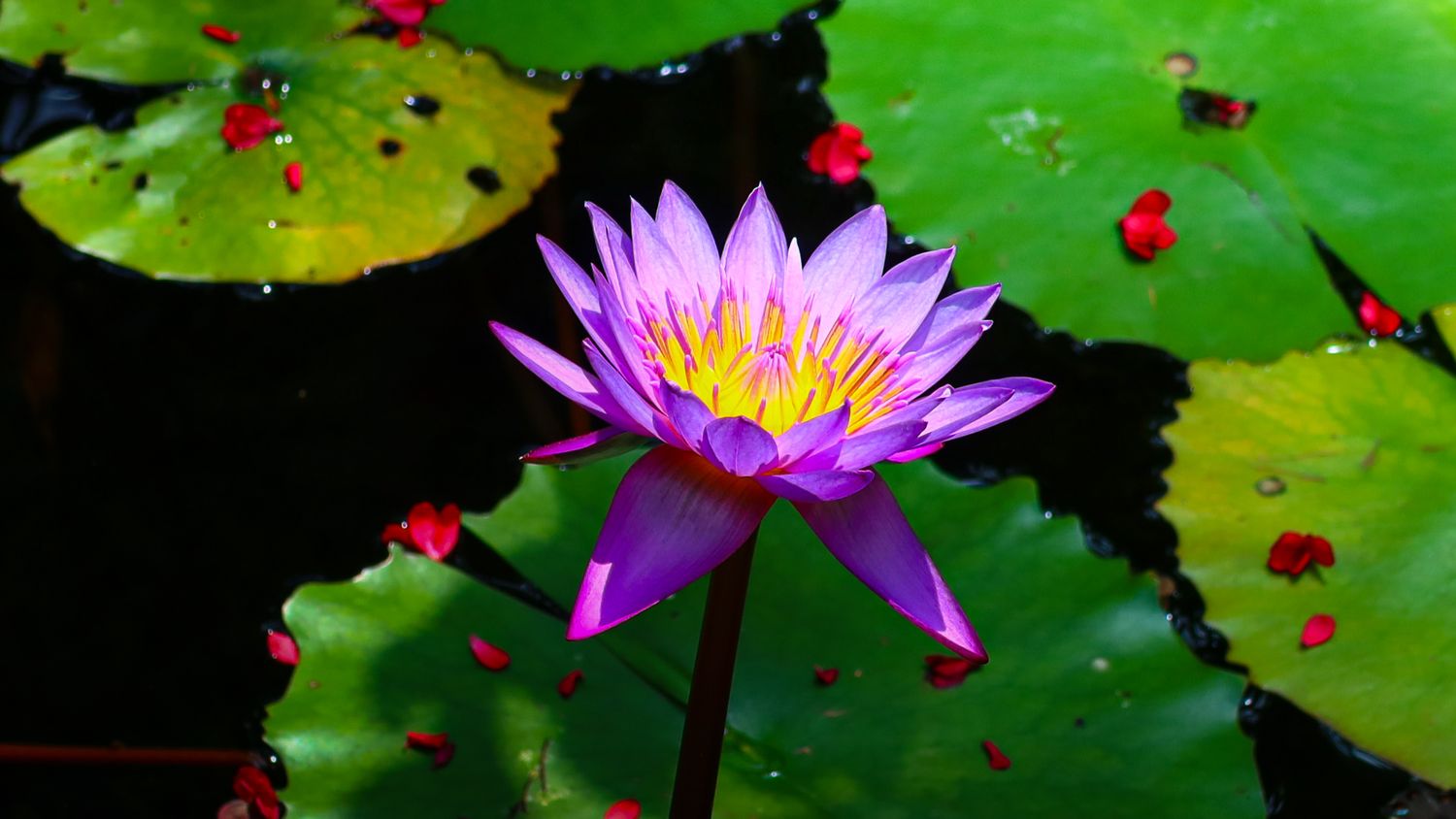 Beautiful purple lotus flower blooming on green lily pads with red petals scattered around.