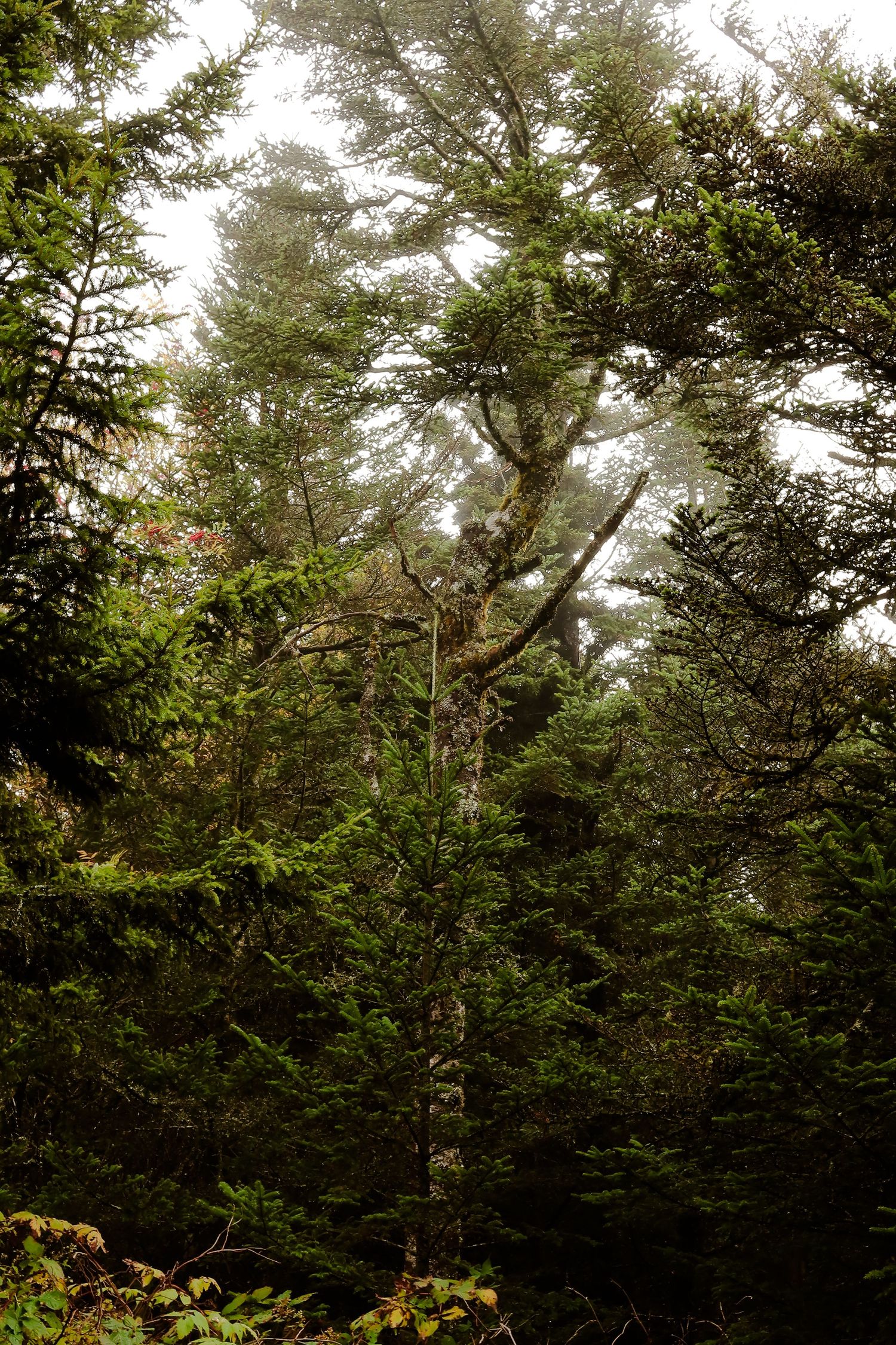Tall evergreen trees shrouded in misty fog in a dense, lush green forest.