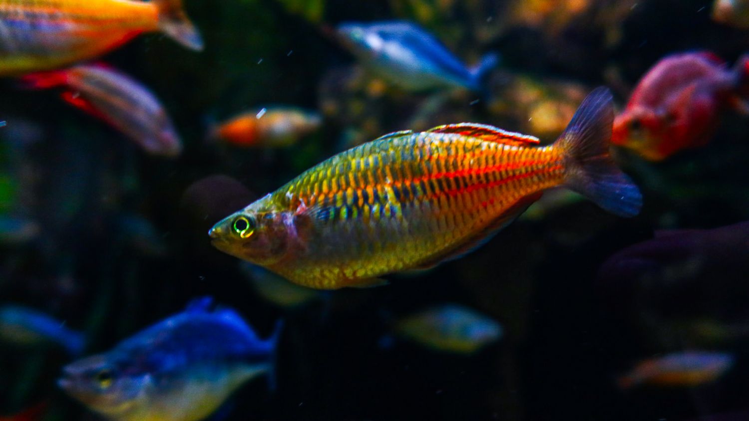 Colorful rainbowfish swimming among vibrant tropical fish in an aquarium.