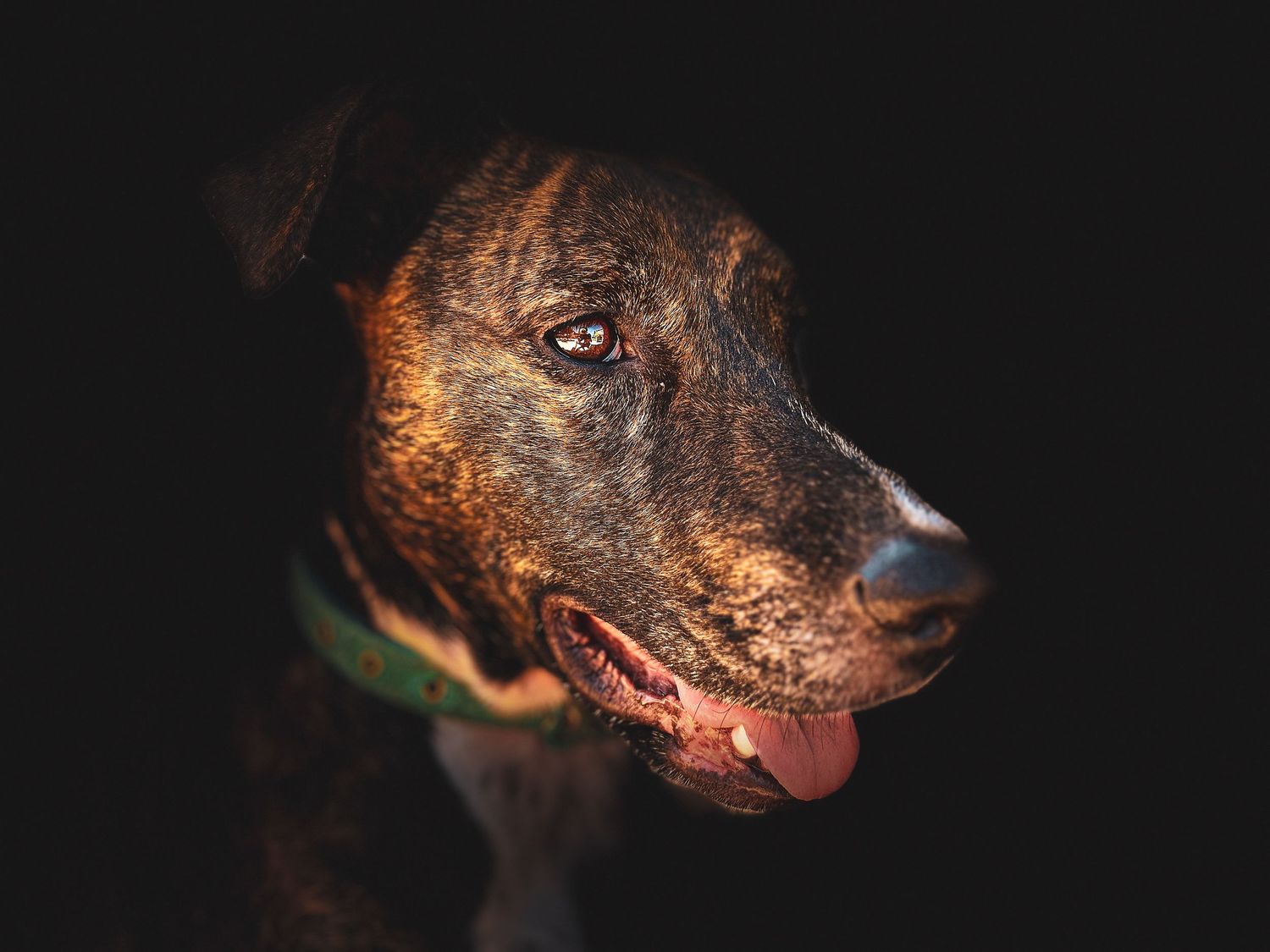 Close-up portrait of a brindle dog with tongue out against a dark background.