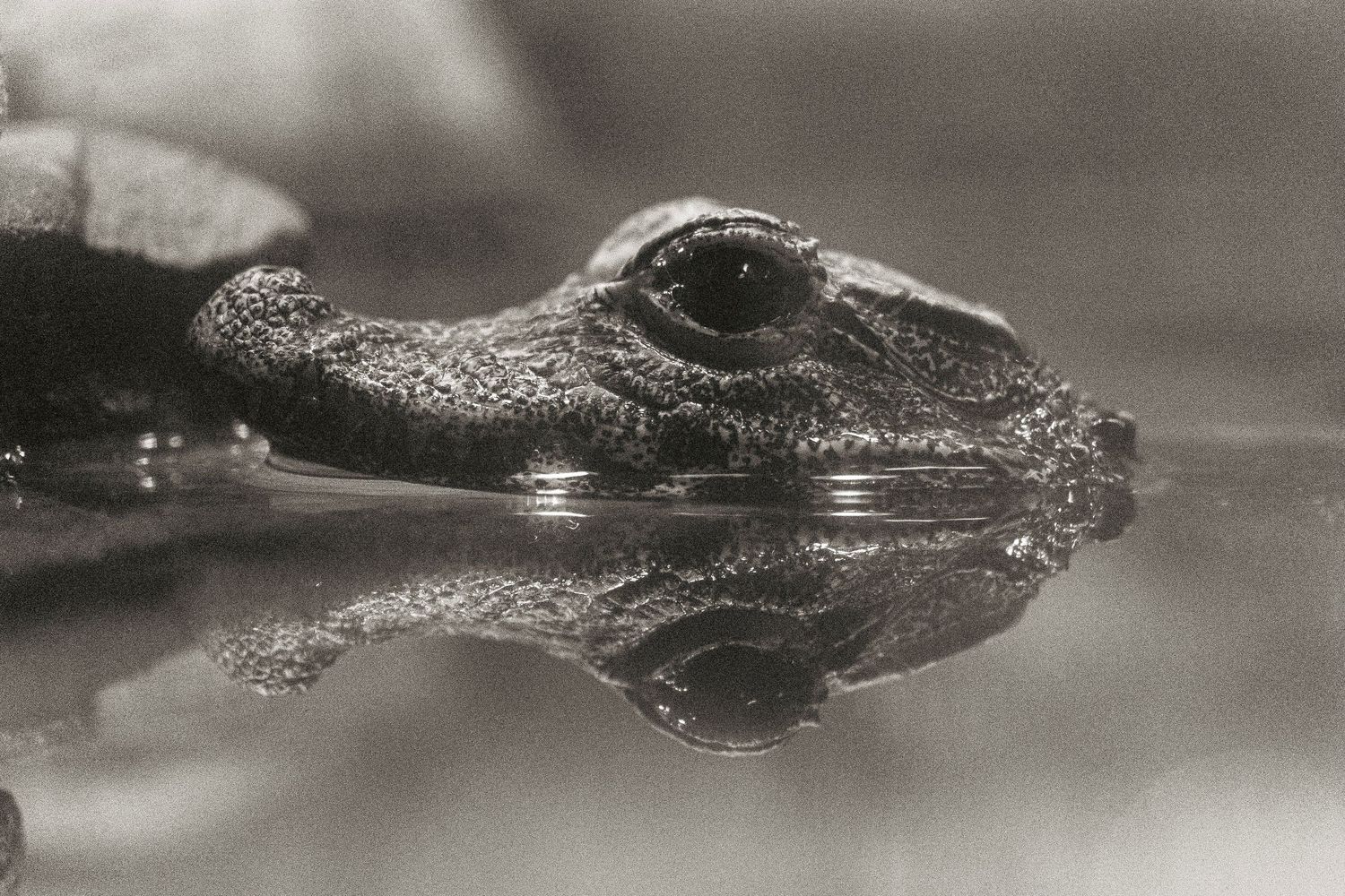 Close-up black and white photo of a baby alligator partially submerged in water.