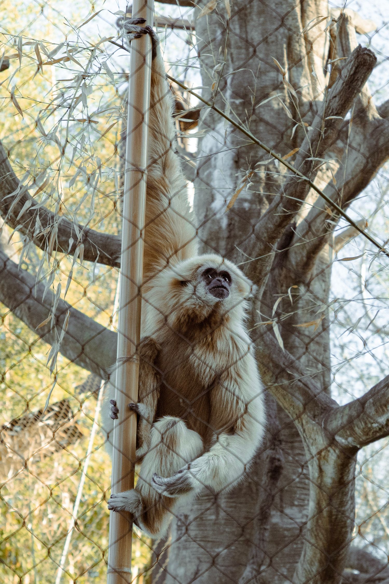 A white-handed gibbon clings to a mesh fence beside wooden poles in a zoo enclosure with bare trees.