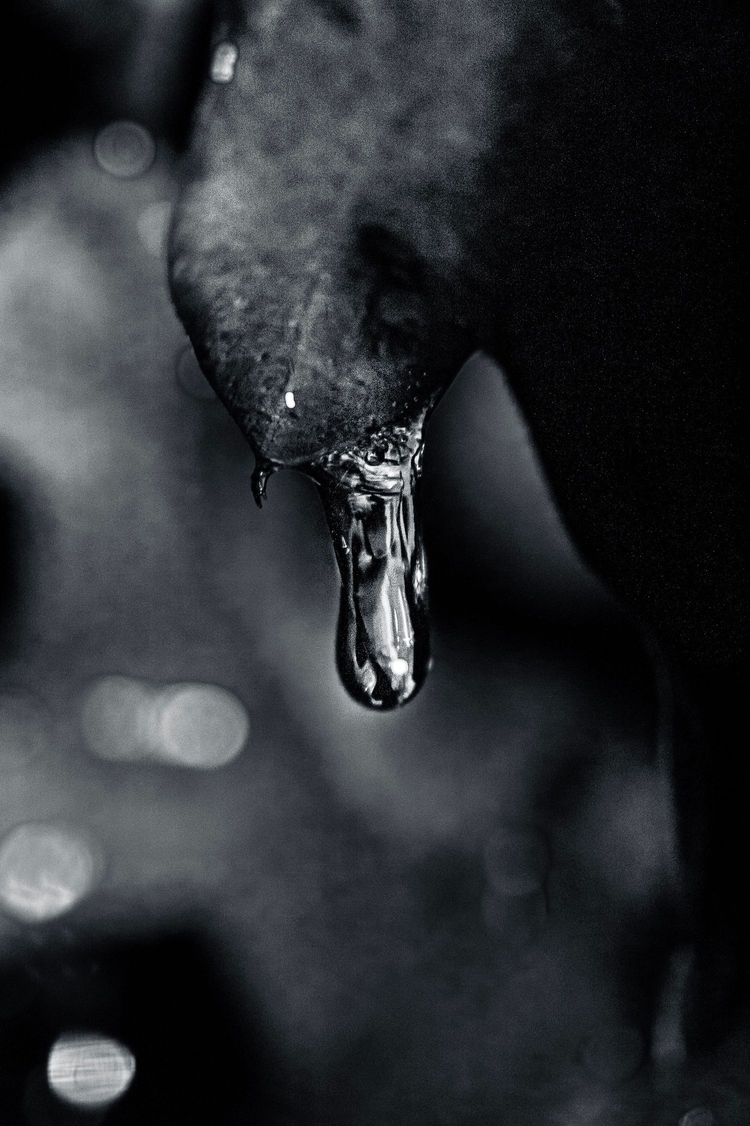 A black and white macro shot of a water droplet hanging from a dark wet leaf.