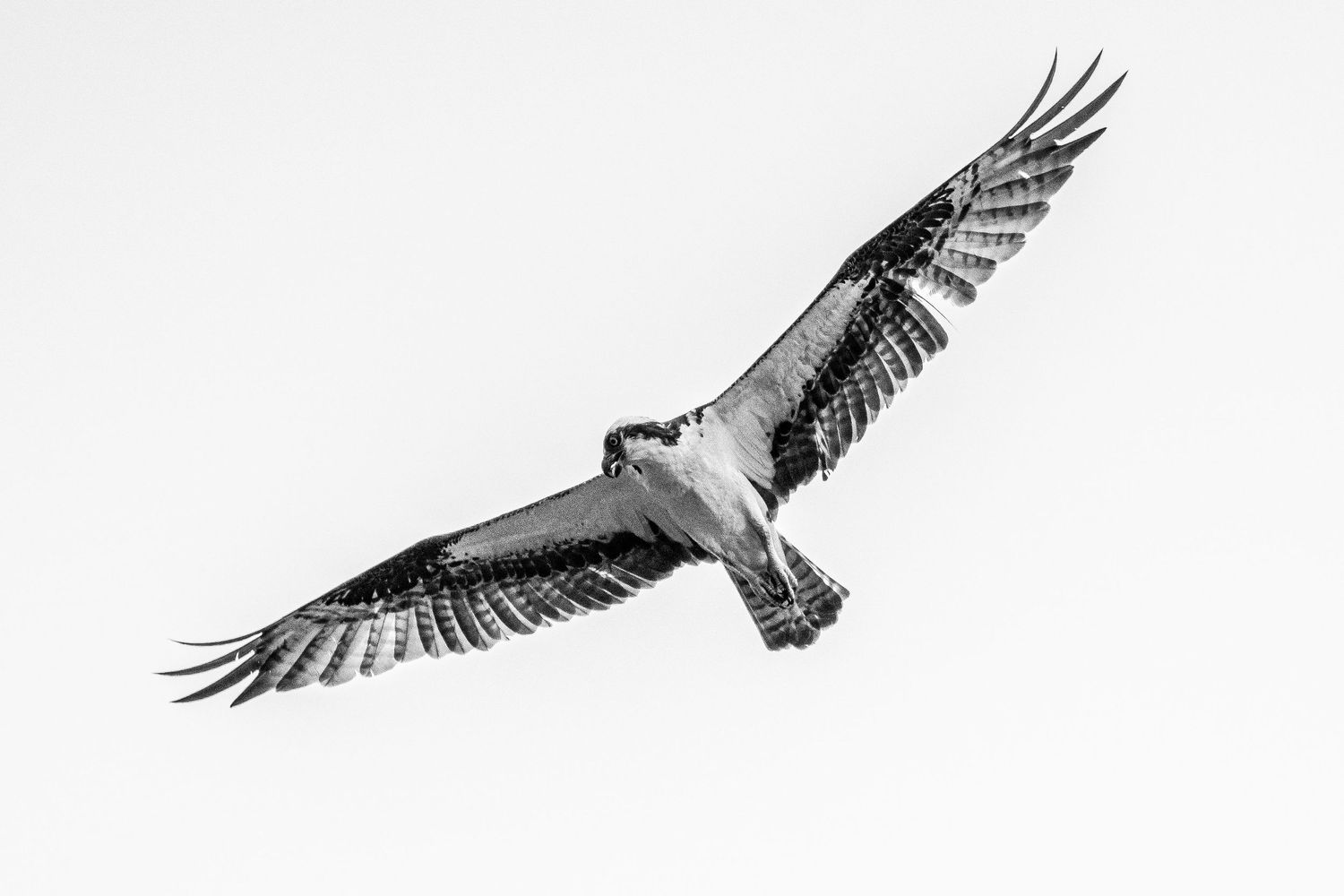 Black and white photo of an osprey soaring with fully extended wings against a bright sky.