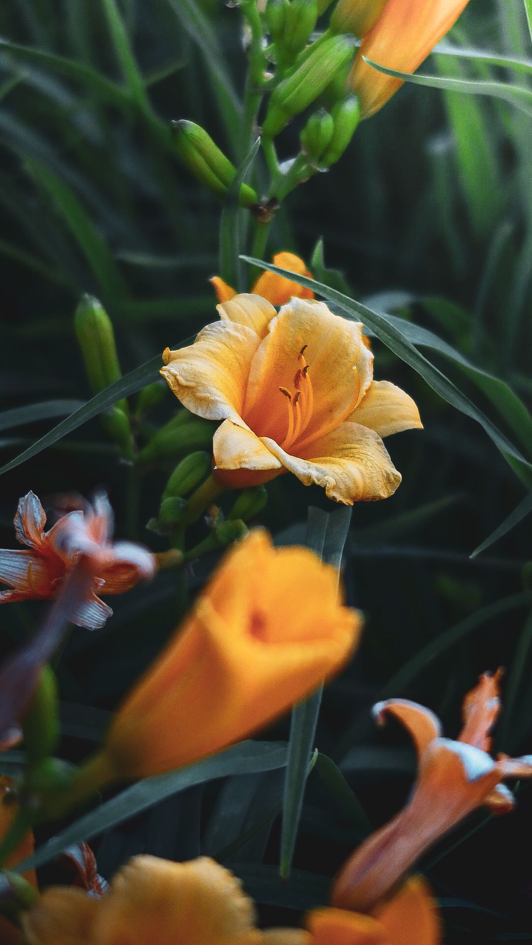 Vibrant orange daylily flowers blooming among green buds and foliage in a garden setting.