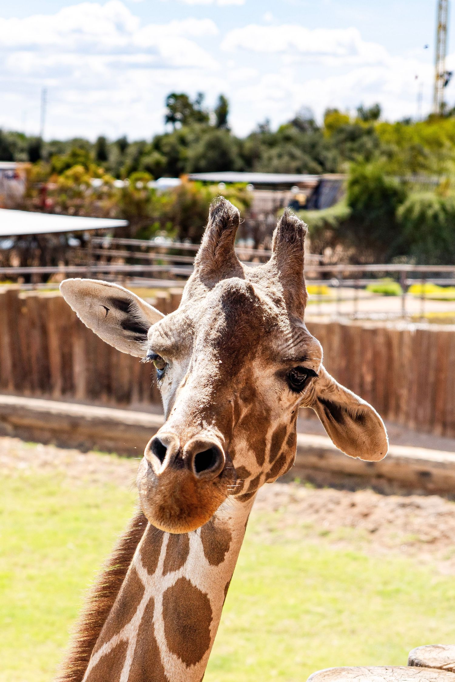 Close-up portrait of a giraffe facing the camera in a sunny zoo enclosure.