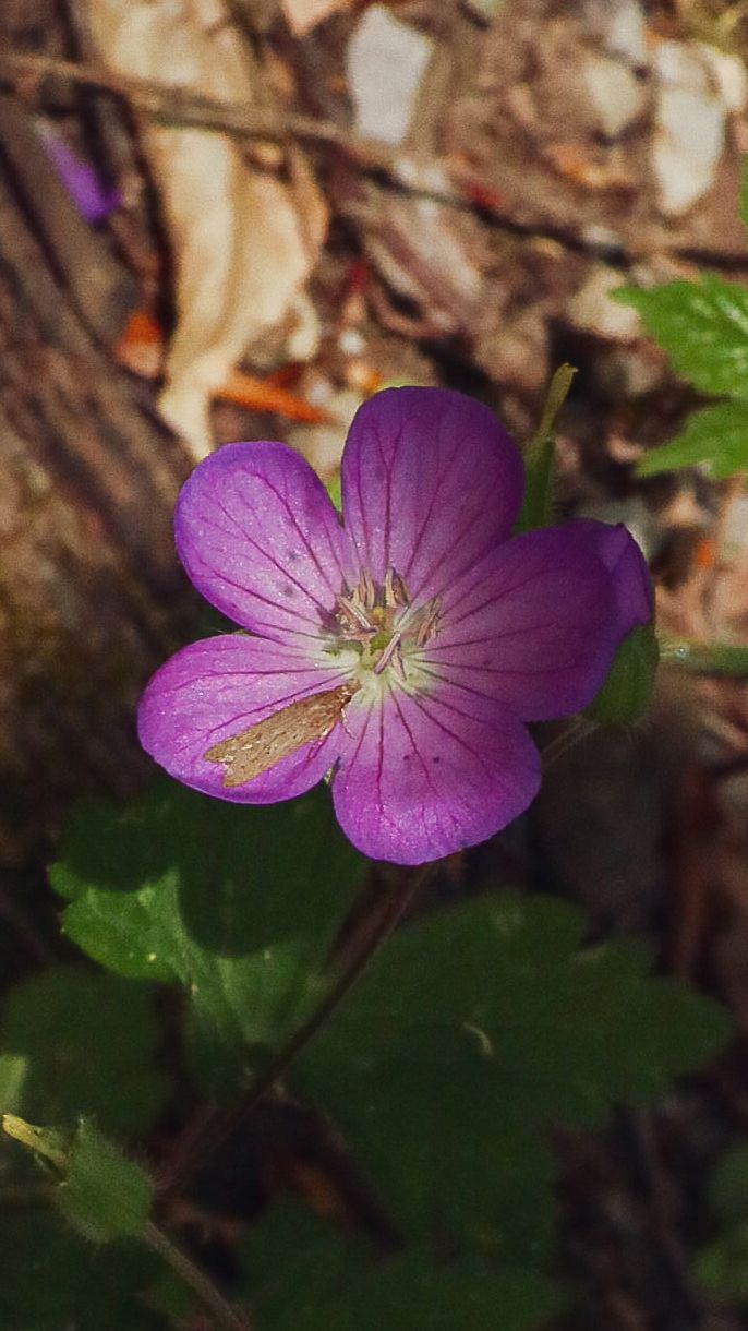 A delicate purple wild geranium flower with visible veins blooming near a mossy forest floor.