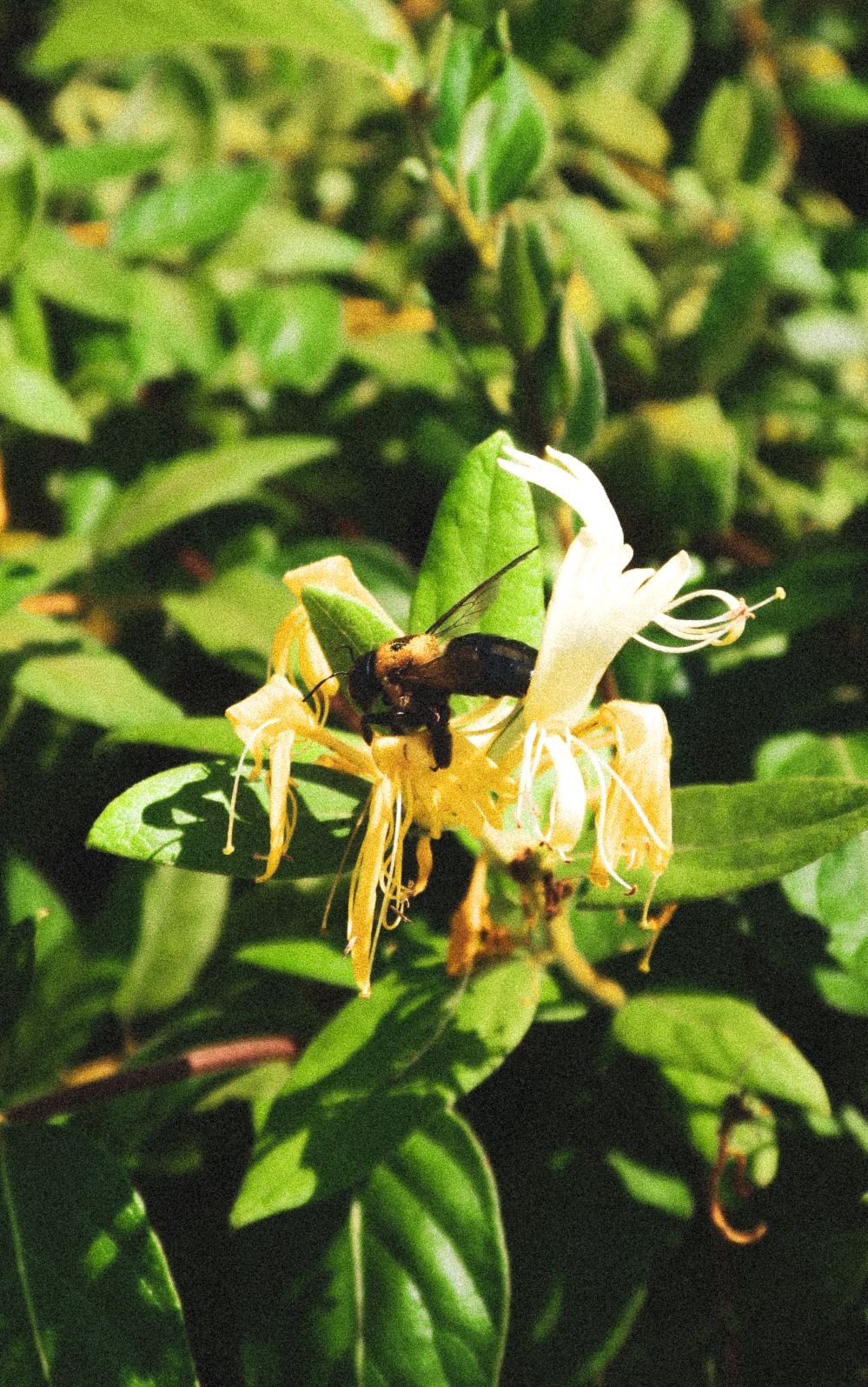 A bumblebee pollinating yellow honeysuckle flowers surrounded by vibrant green leaves outdoors.