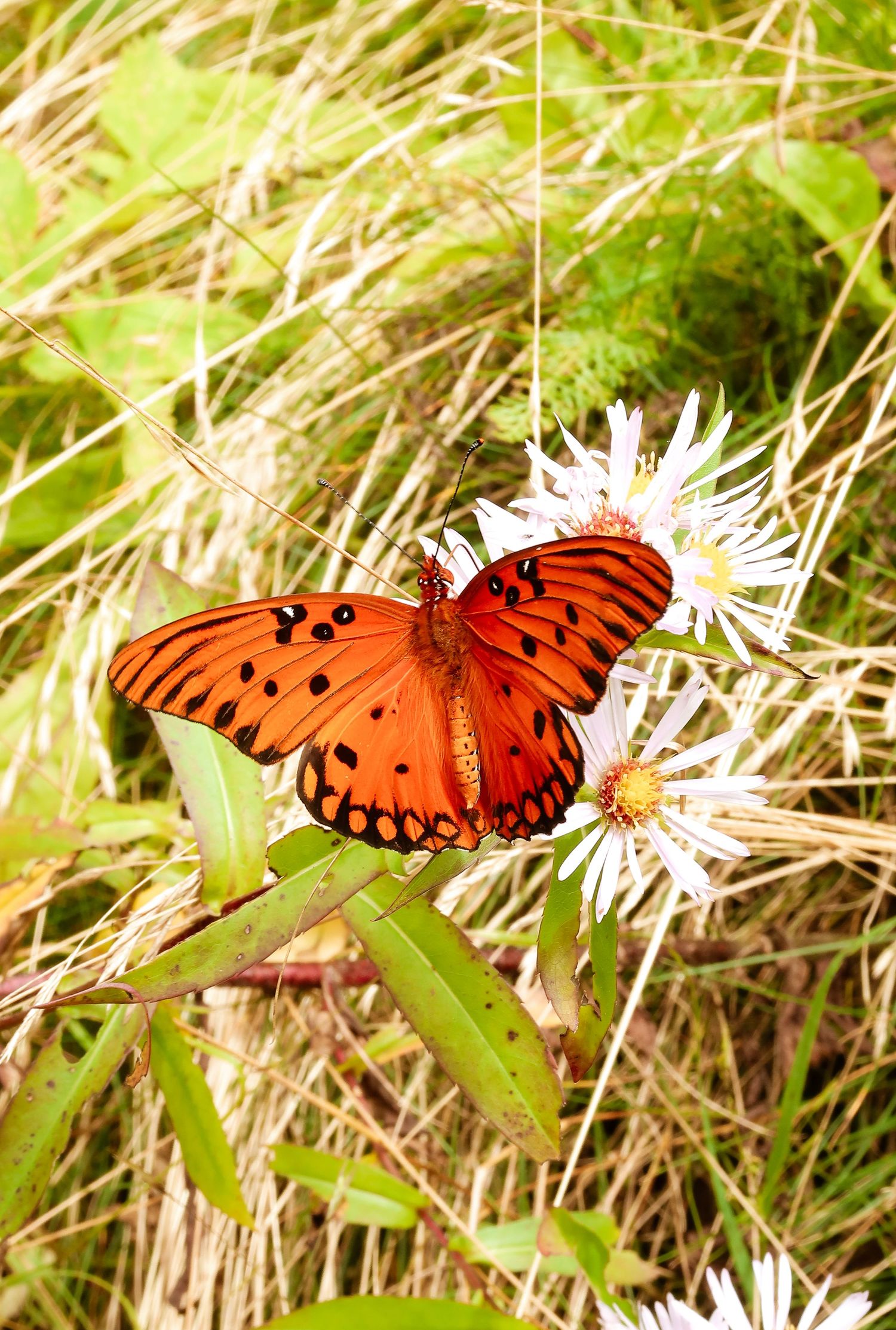 A vibrant Gulf Fritillary butterfly with orange and black wings perched on a white wildflower in a grassy meadow.