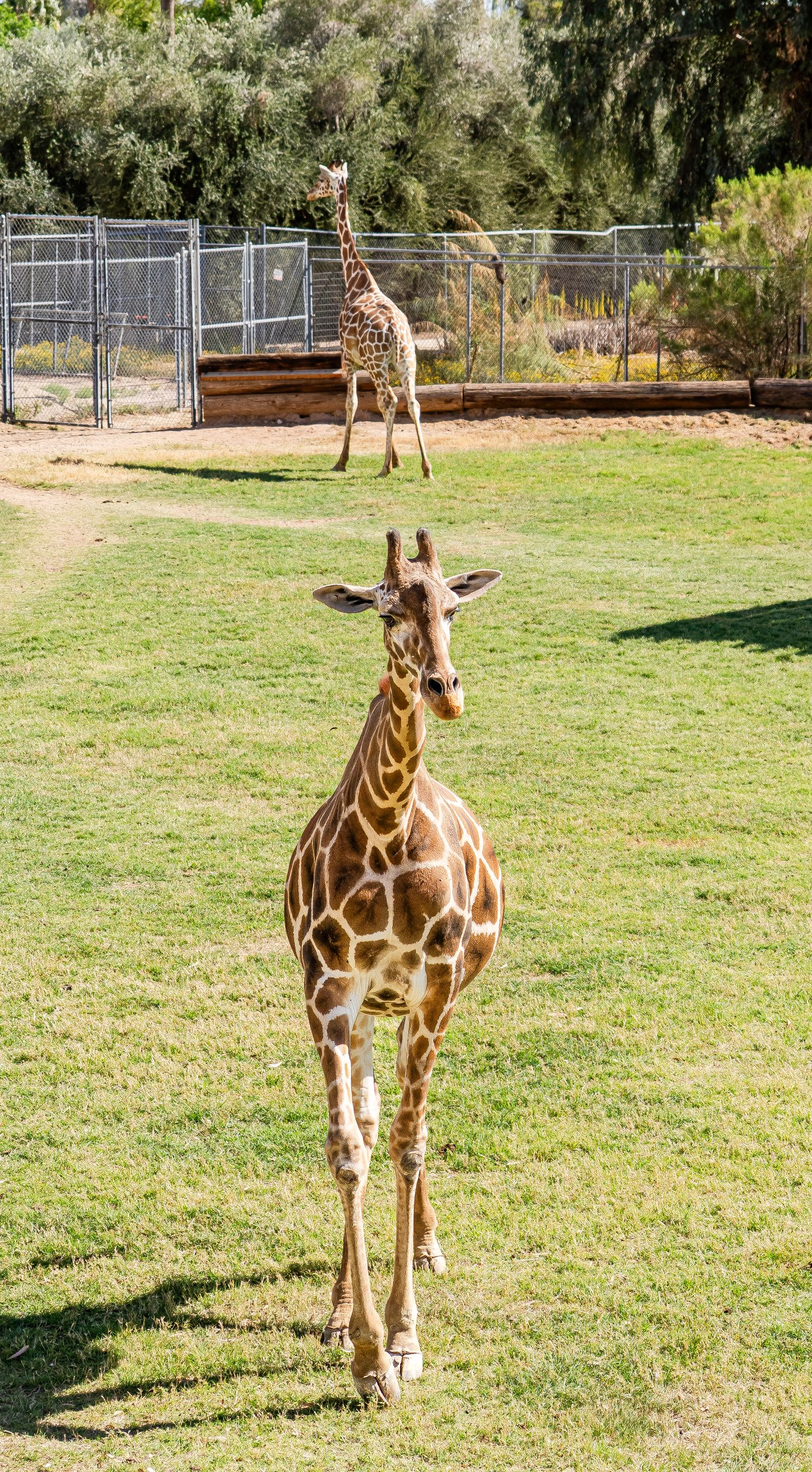 A young giraffe stands on green grass in a zoo enclosure with another giraffe in the background.