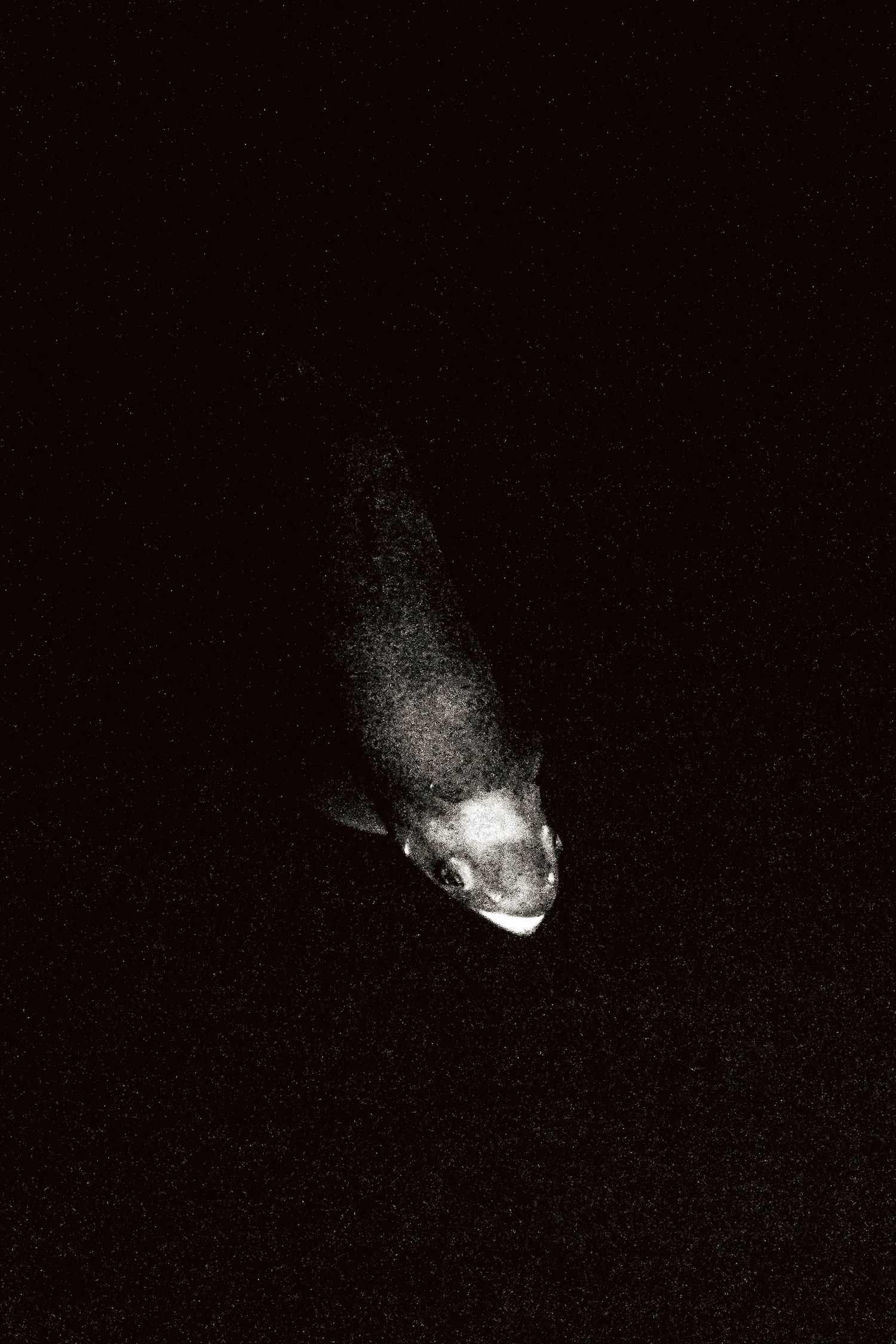 A black and white underwater photograph of a small fish swimming upward against a dark background.