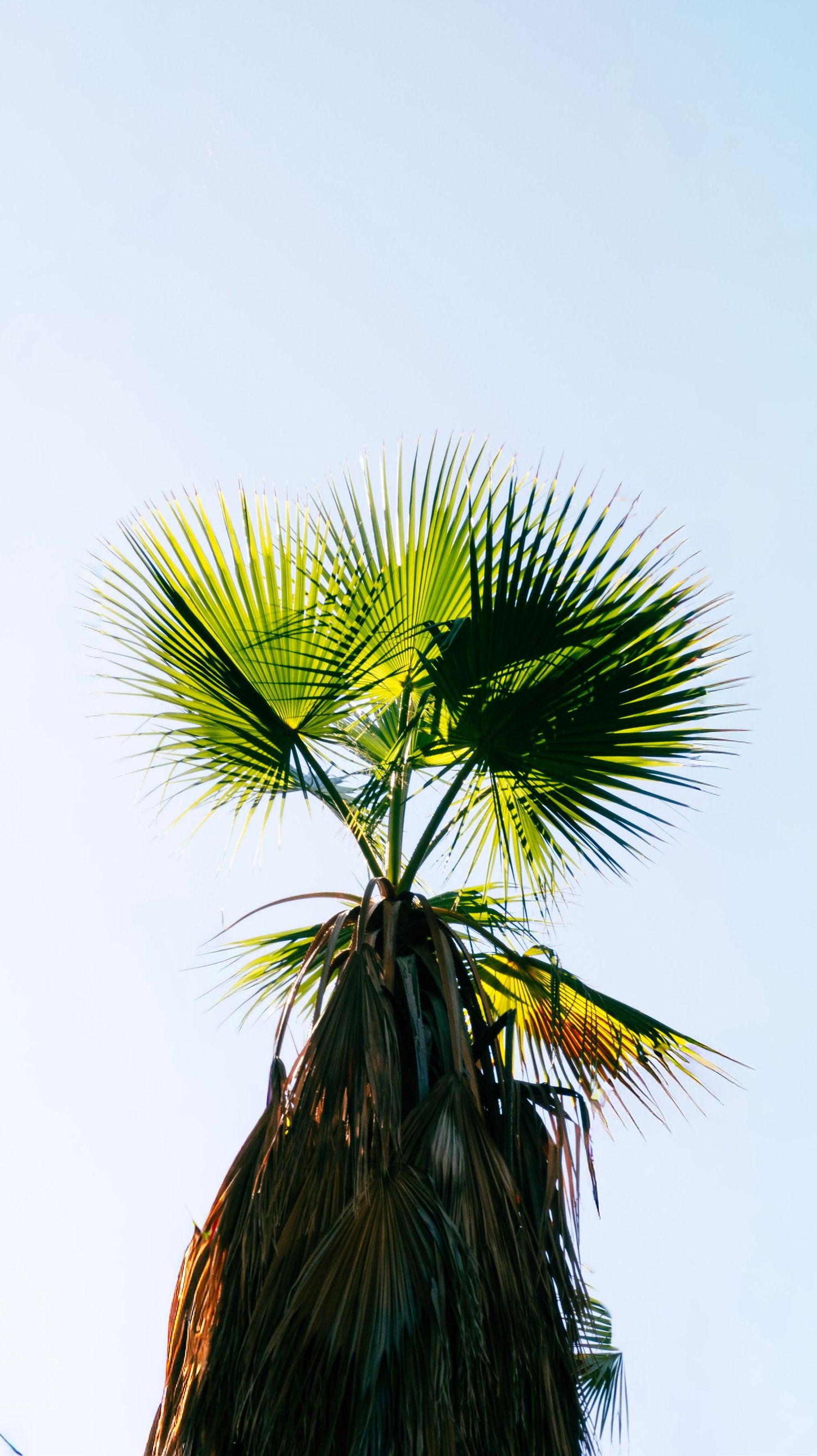 Low angle view of a fan palm tree top with green fronds against a pale clear blue sky.