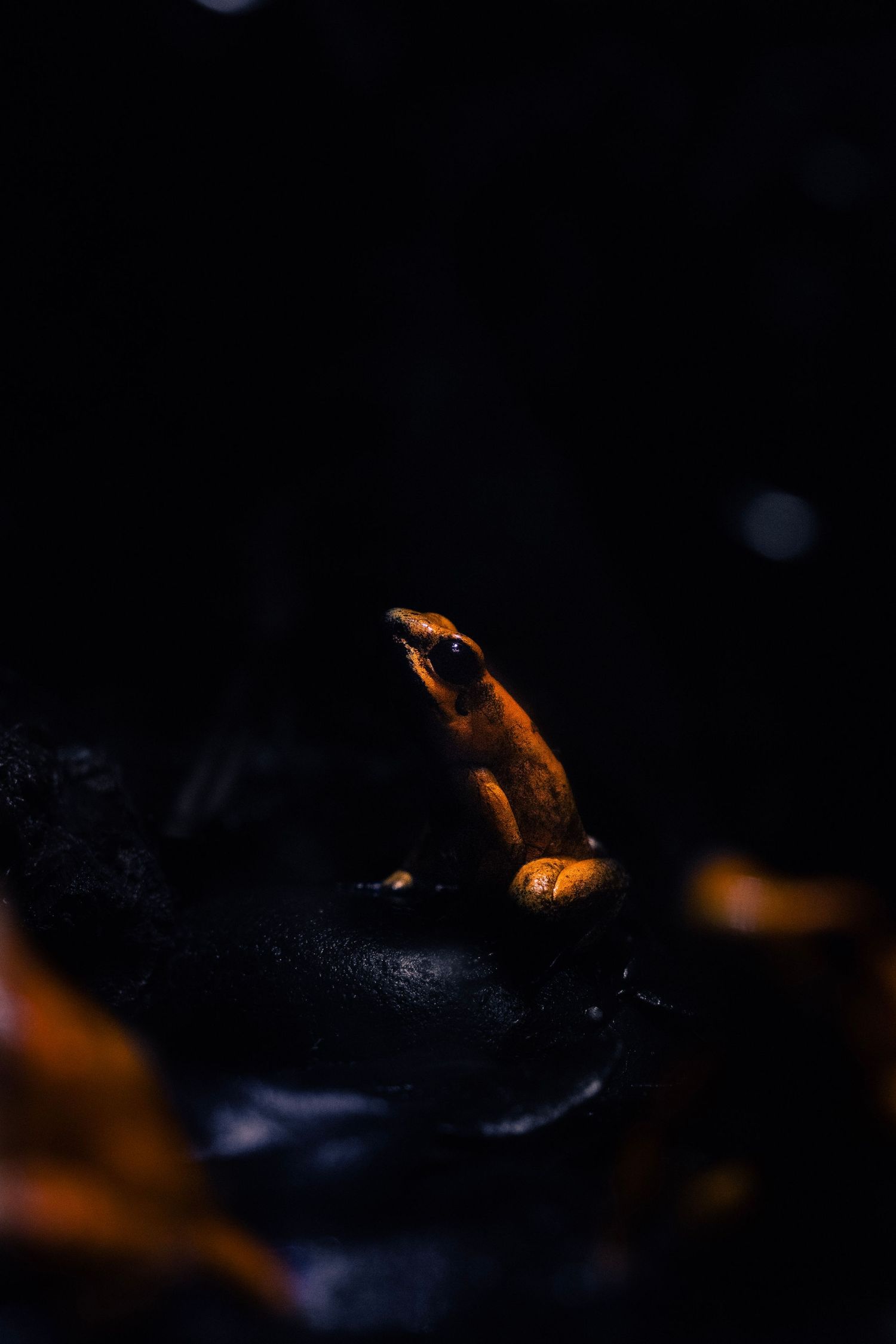 Small orange frog perched on dark rocks illuminated by dramatic low-key lighting.