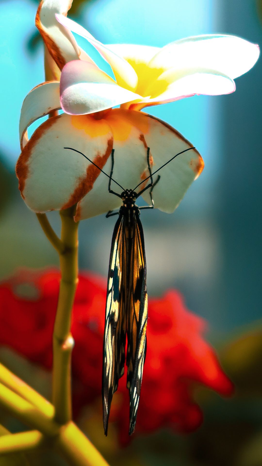 Black and yellow butterfly perched on a white plumeria flower bloom.