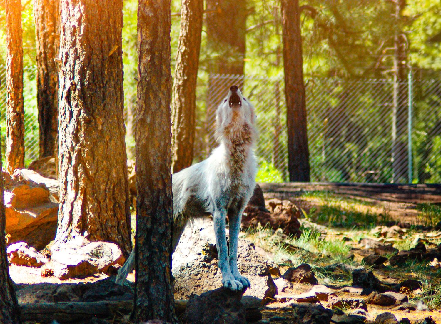 A white wolf howling among pine trees in a sunlit forest enclosure.