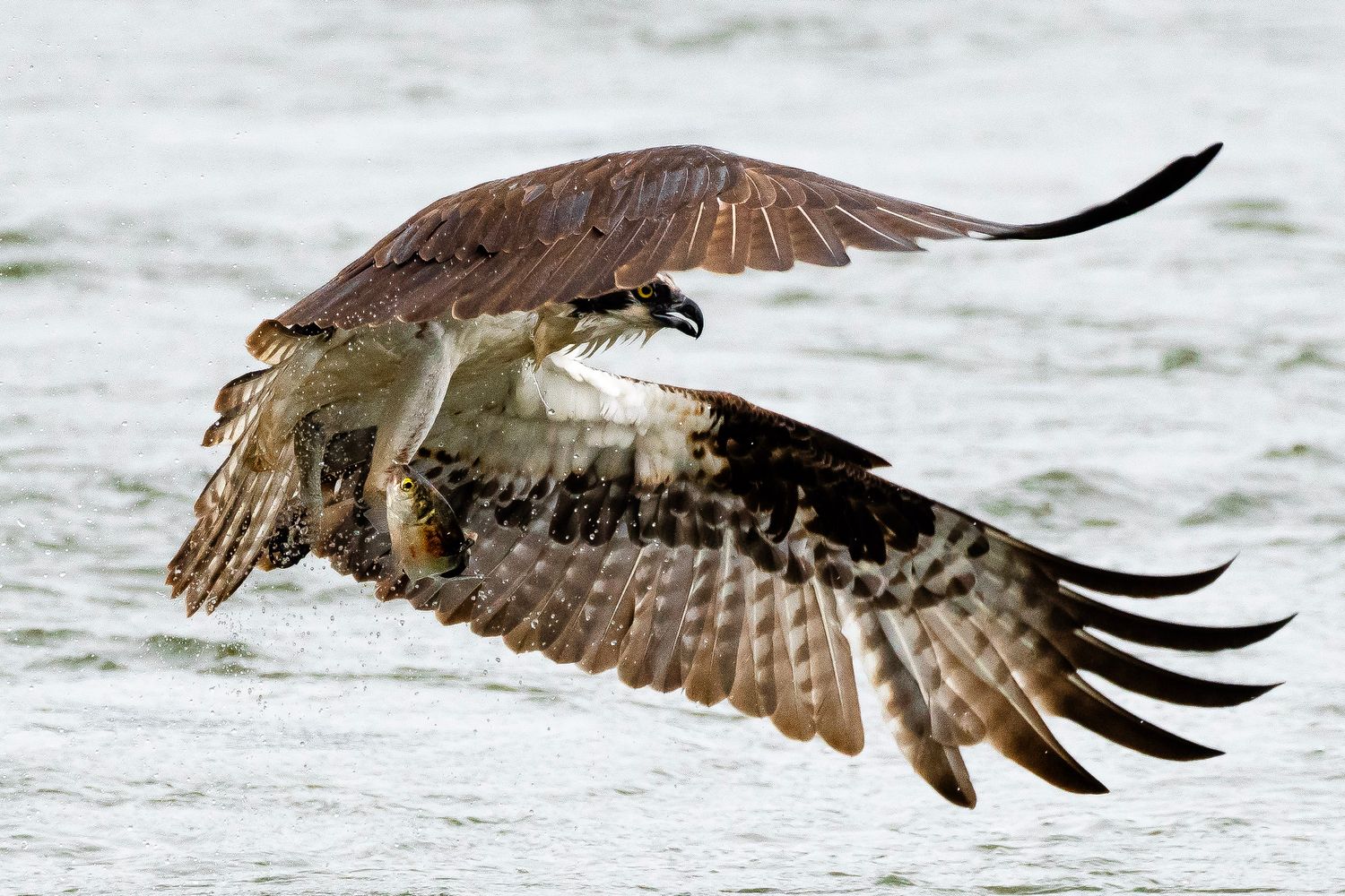 An osprey glides low over water with wings spread, gripping a caught fish in its talons.
