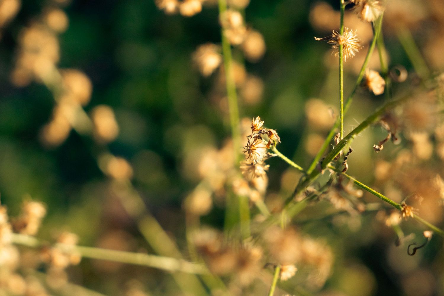Soft focus macro shot of delicate wild grass seed heads glowing in warm golden sunlight.
