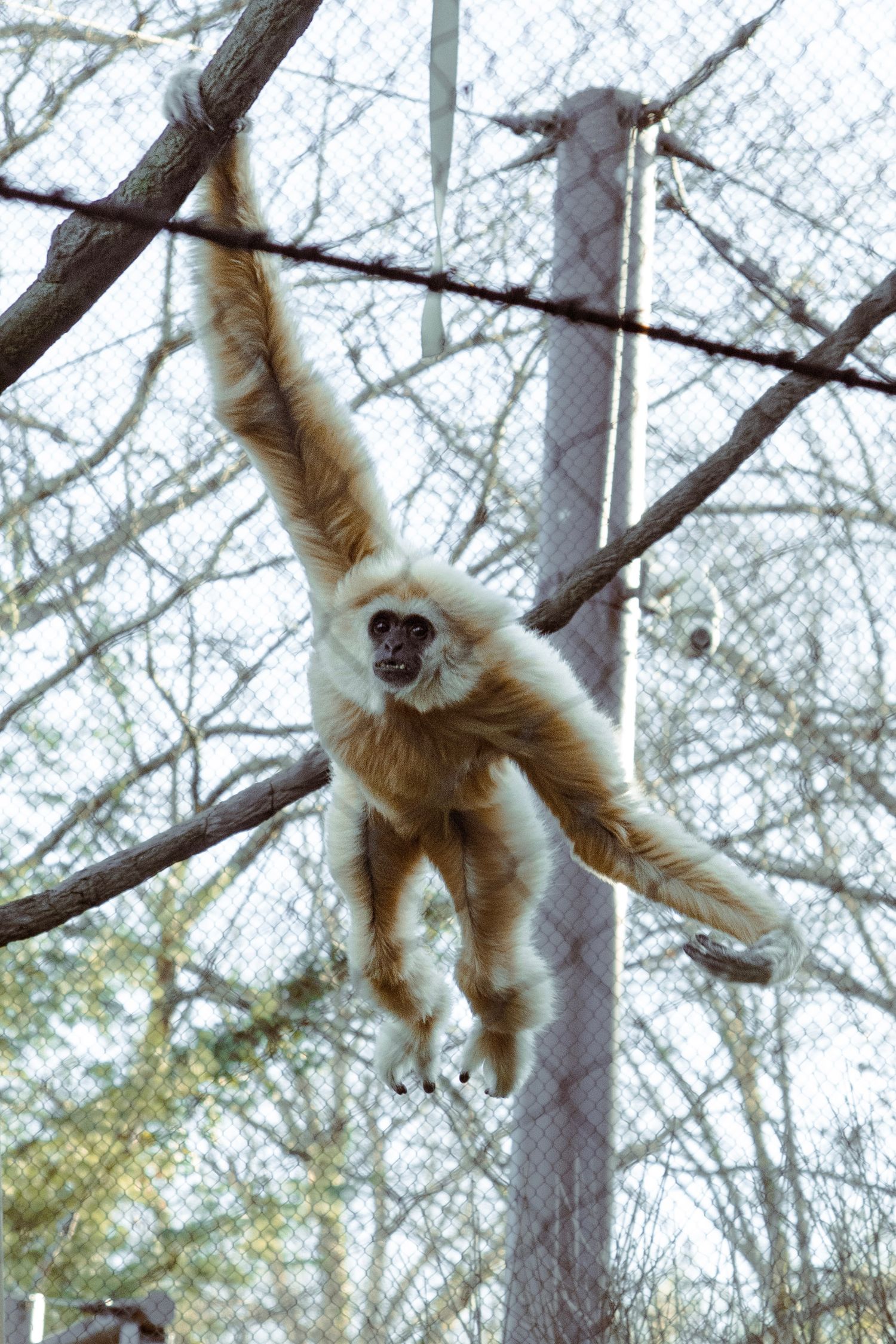 A white-handed gibbon stretches its long arms wide while hanging from branches in a zoo enclosure.