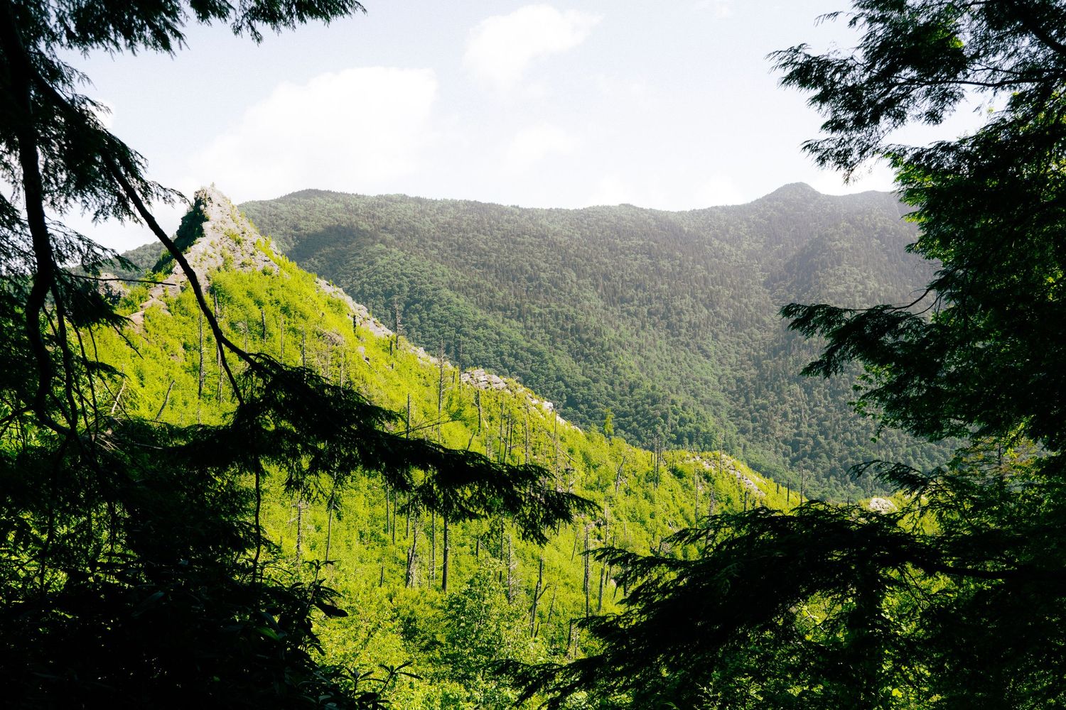 Lush green mountain forest landscape viewed through pine tree branches on sunny day.