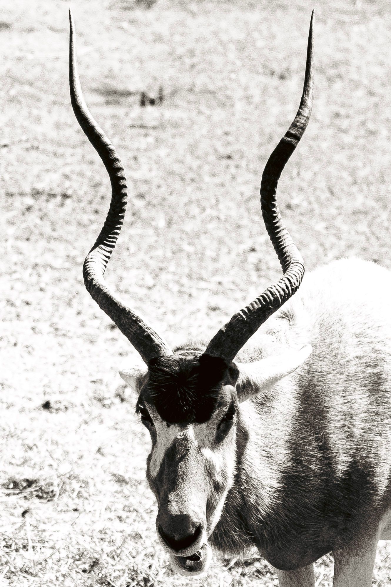 Black and white portrait of an addax antelope with long twisted horns standing in an open field.
