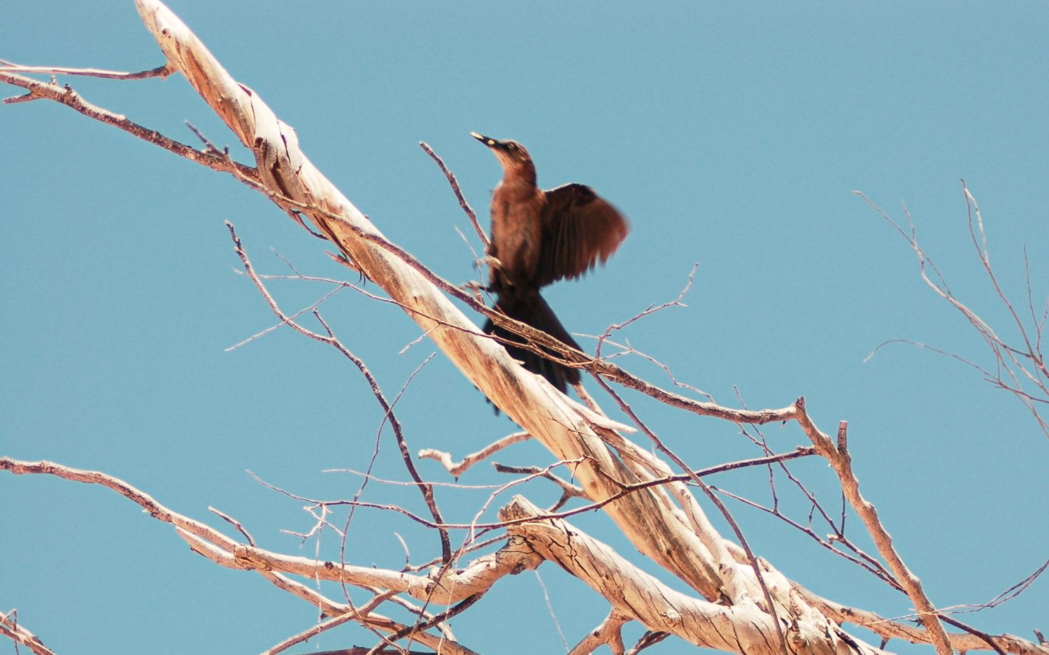 Dark brown bird spreading its wings on a bare white branch against a clear blue sky.