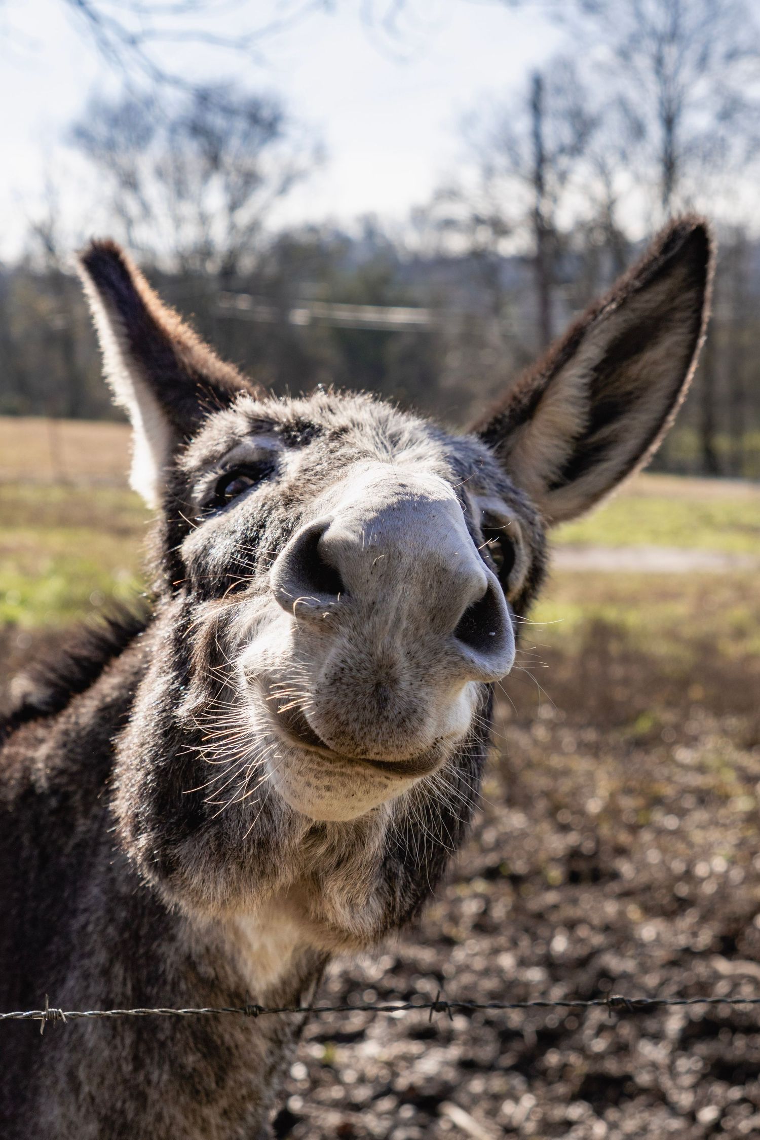 Curious gray donkey with large ears looking over barbed wire fence in rural field.