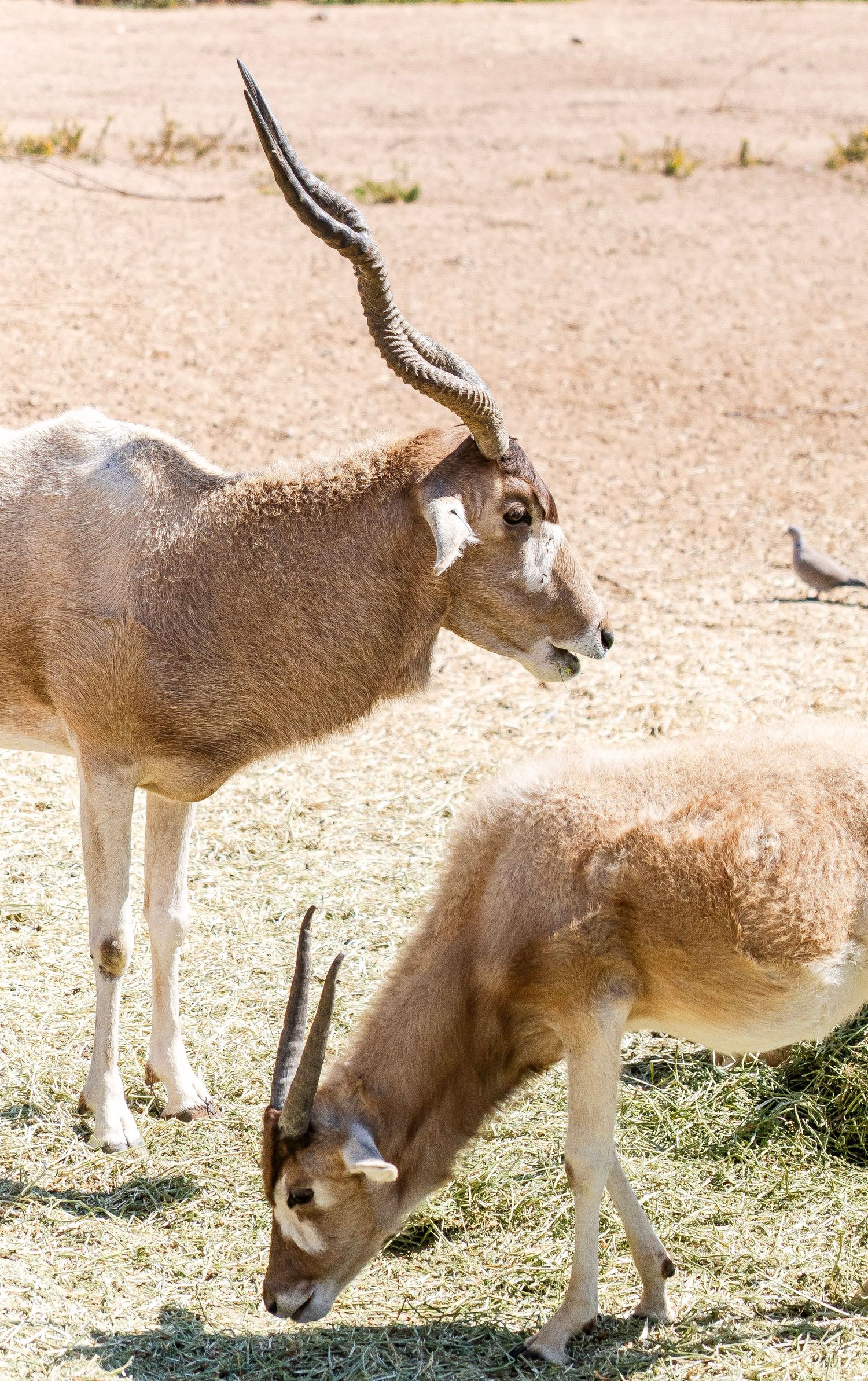 Two addax antelopes with twisted horns grazing on dry ground in sunny enclosure.