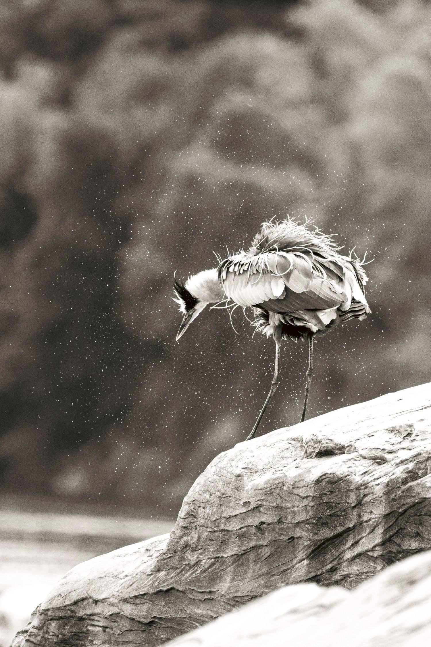 A black and white photo of a heron preening its feathers on a rock ledge during snowfall.