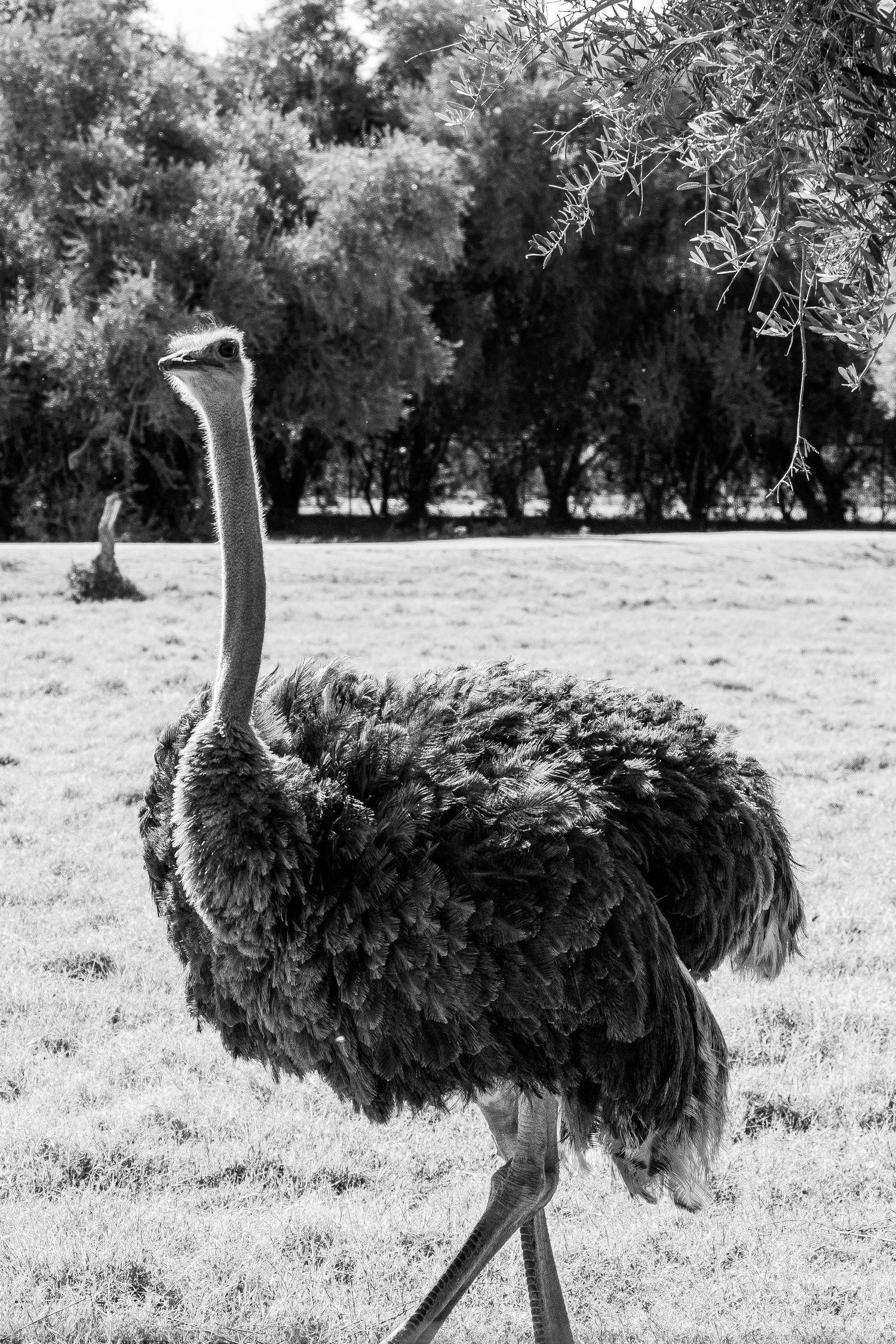 Black and white photo of an ostrich walking across a grassy field with trees in the background.