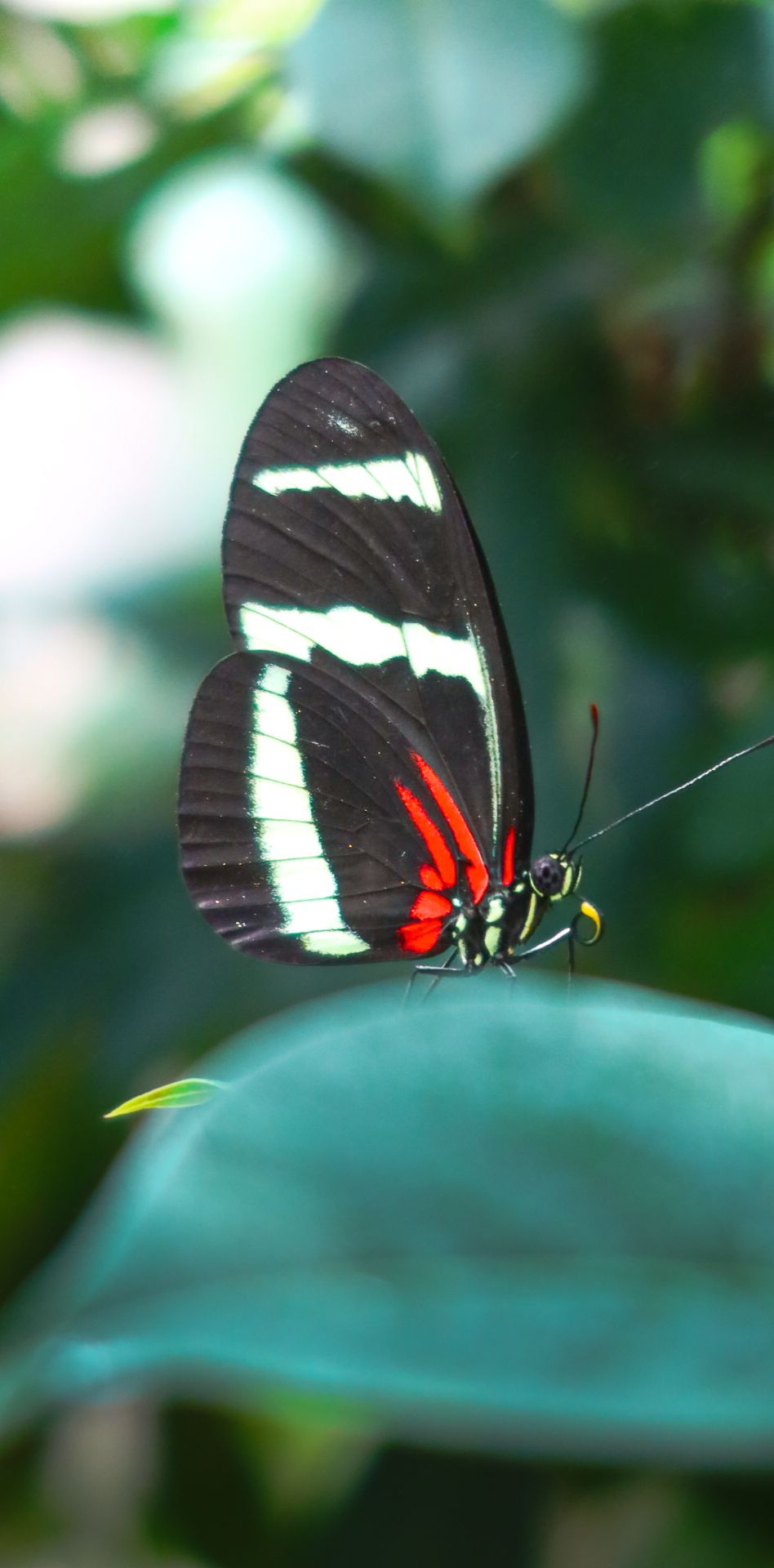 Colorful Heliconius butterfly with black, white, and red wings perched on a green leaf.