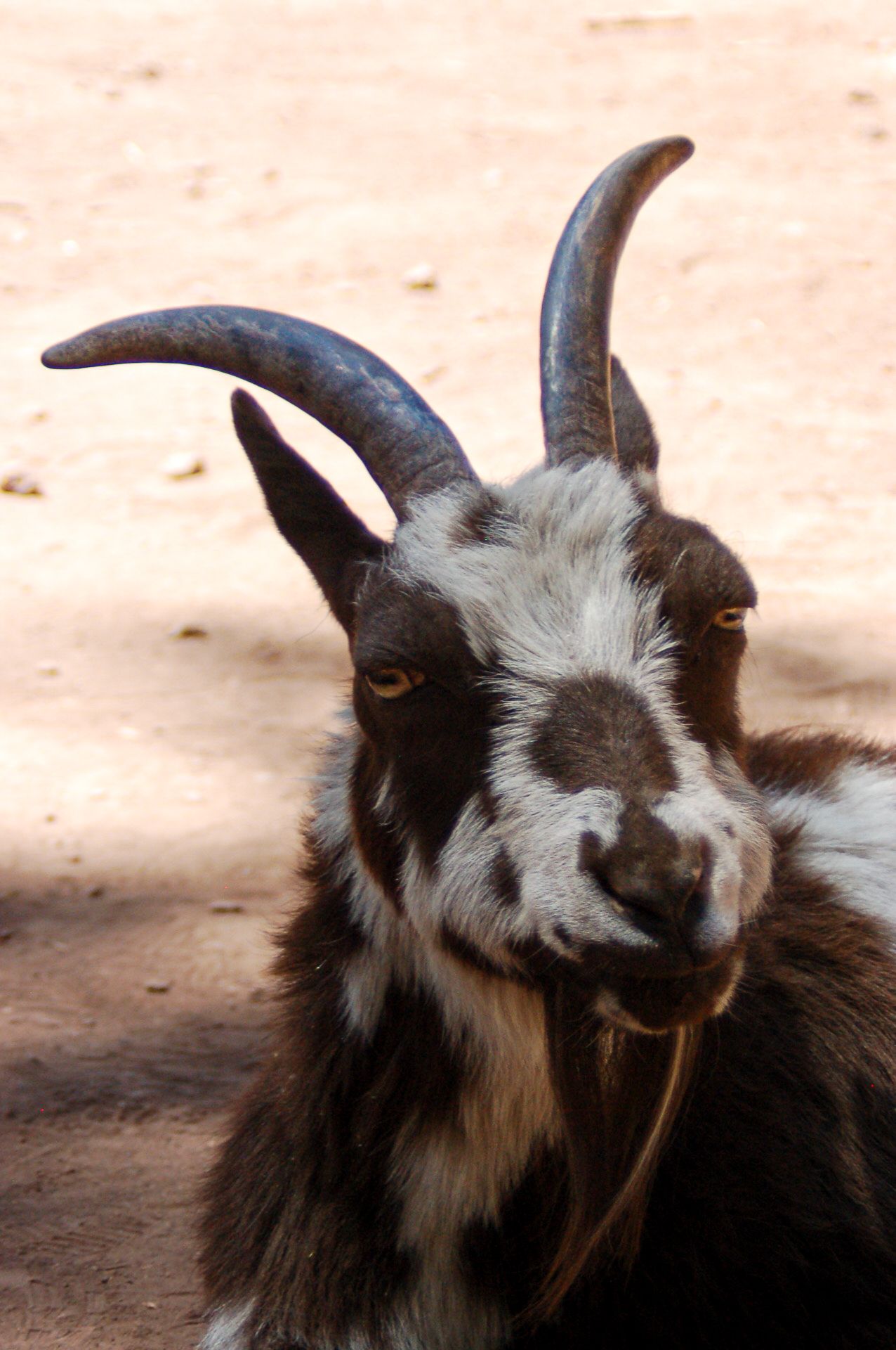 Close-up portrait of a black and white goat with curved horns resting on sandy ground.
