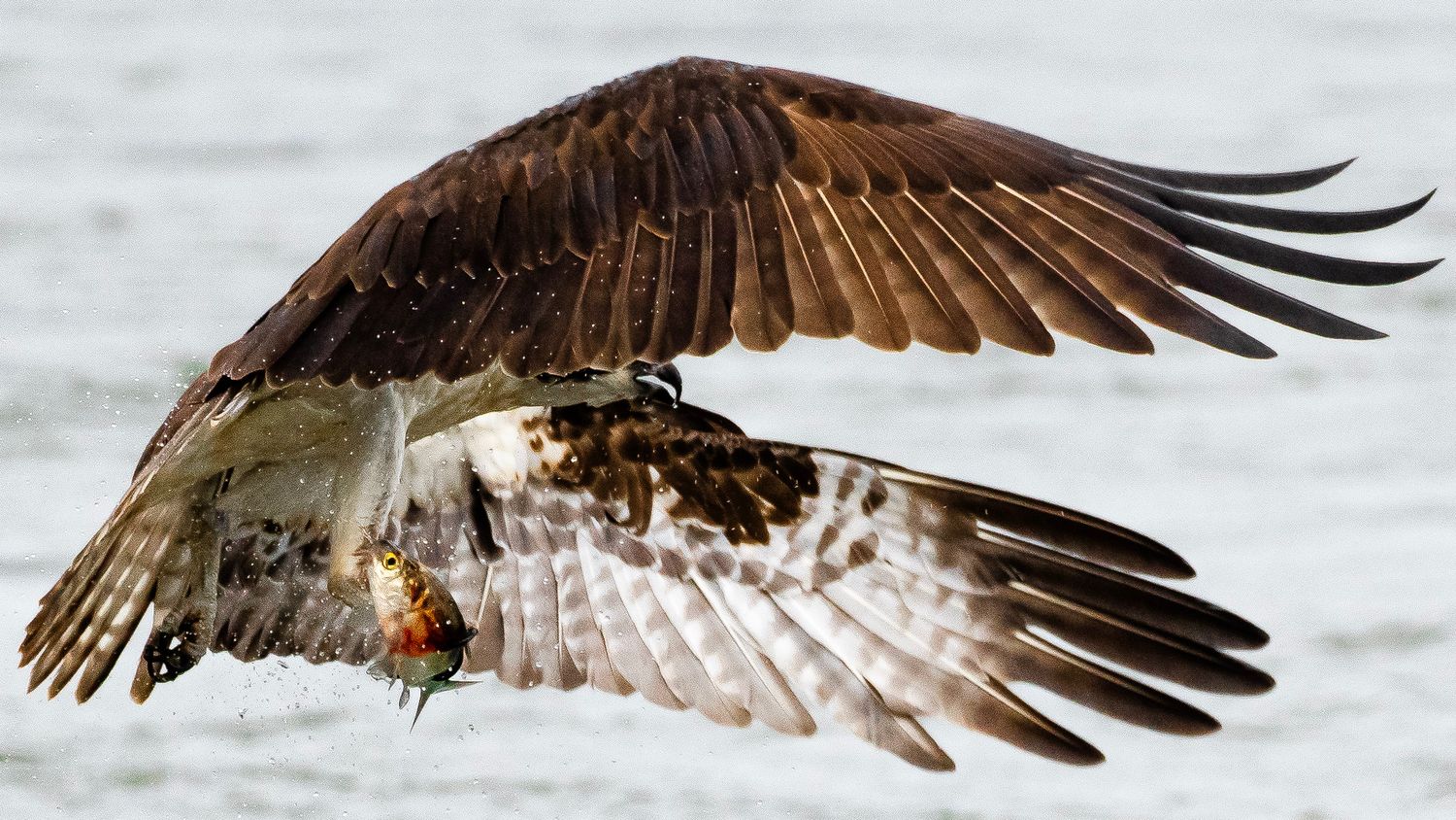 An osprey soars over water with brown and white plumage, carrying a caught fish in flight.