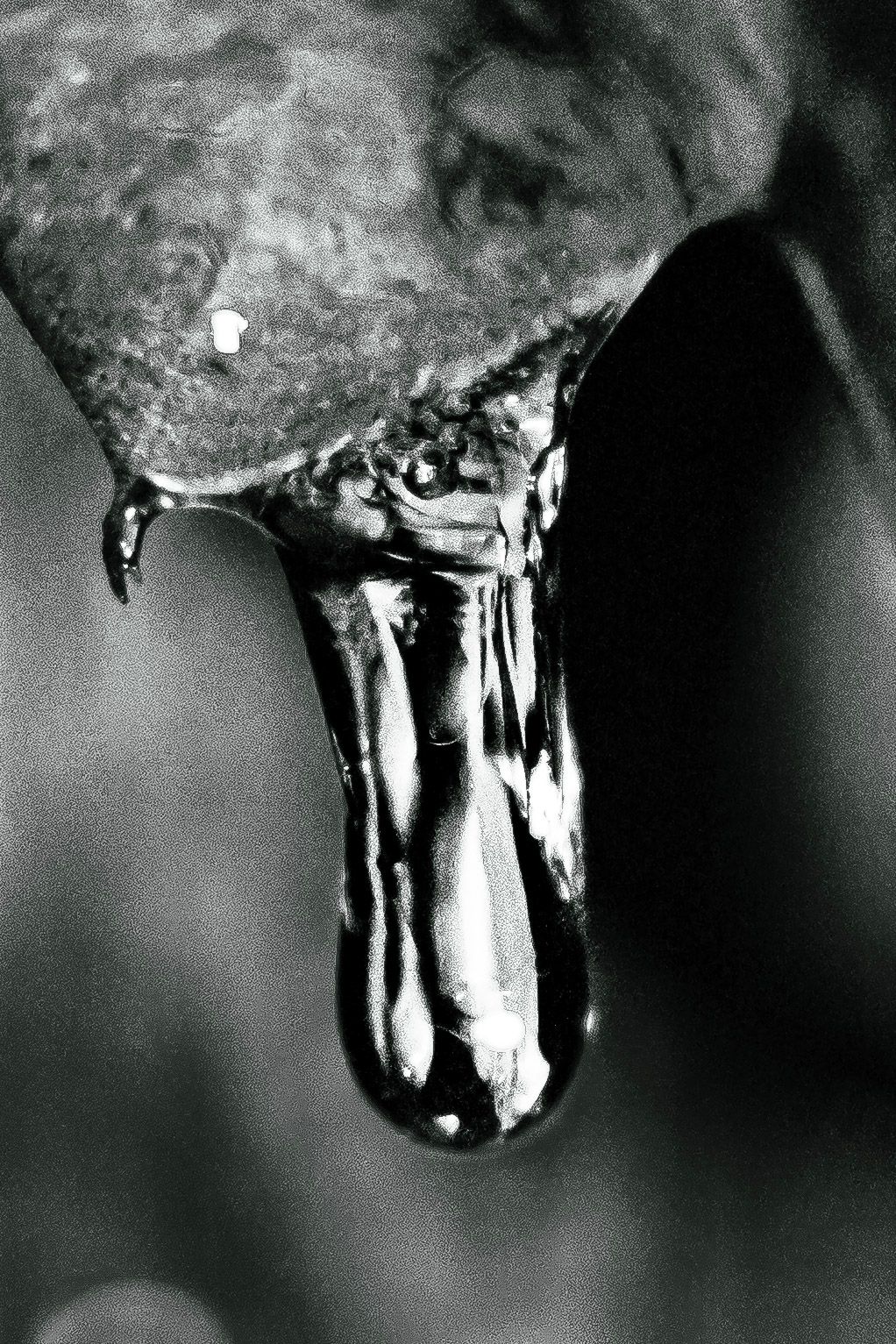 A dramatic black and white macro photo of a large water droplet dripping from a wet leaf.
