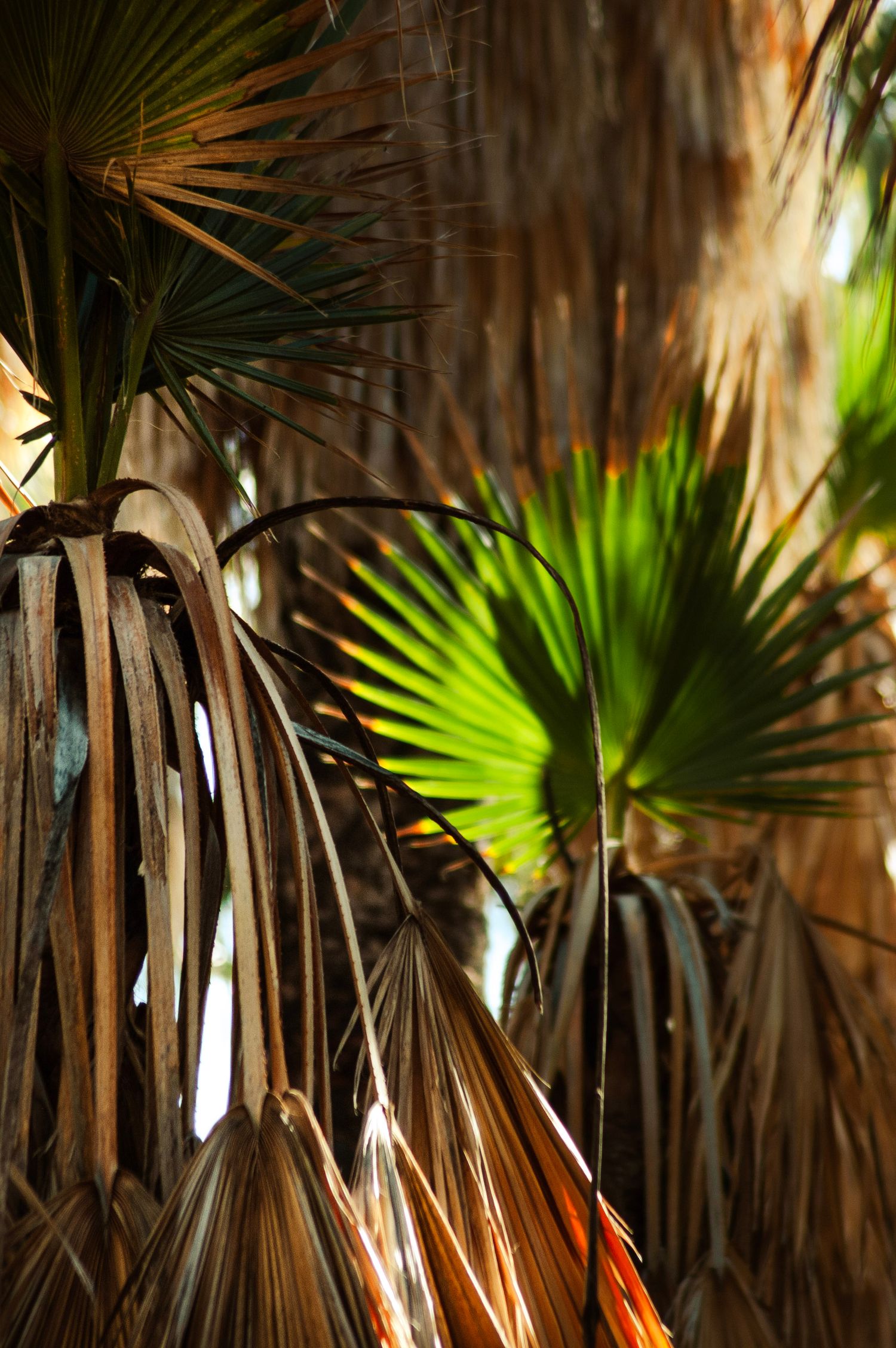 Close-up detail of dried brown and fresh green palm fronds creating natural texture patterns.