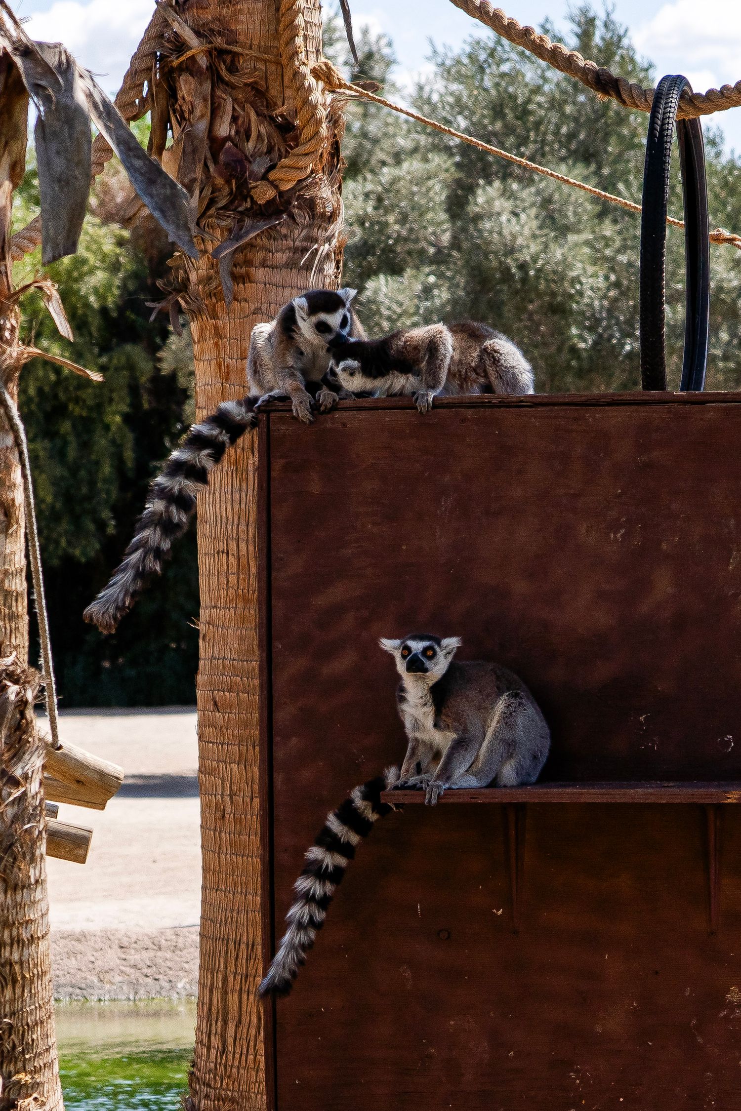 Two ring-tailed lemurs with striped tails sit on a wooden structure in a zoo habitat.