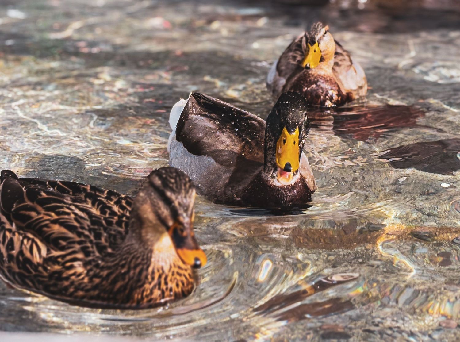 Three mallard ducks swimming together in shallow rippling water.