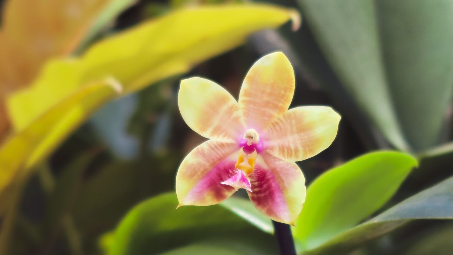 Delicate yellow and pink orchid flower blooming among green tropical leaves in soft light.