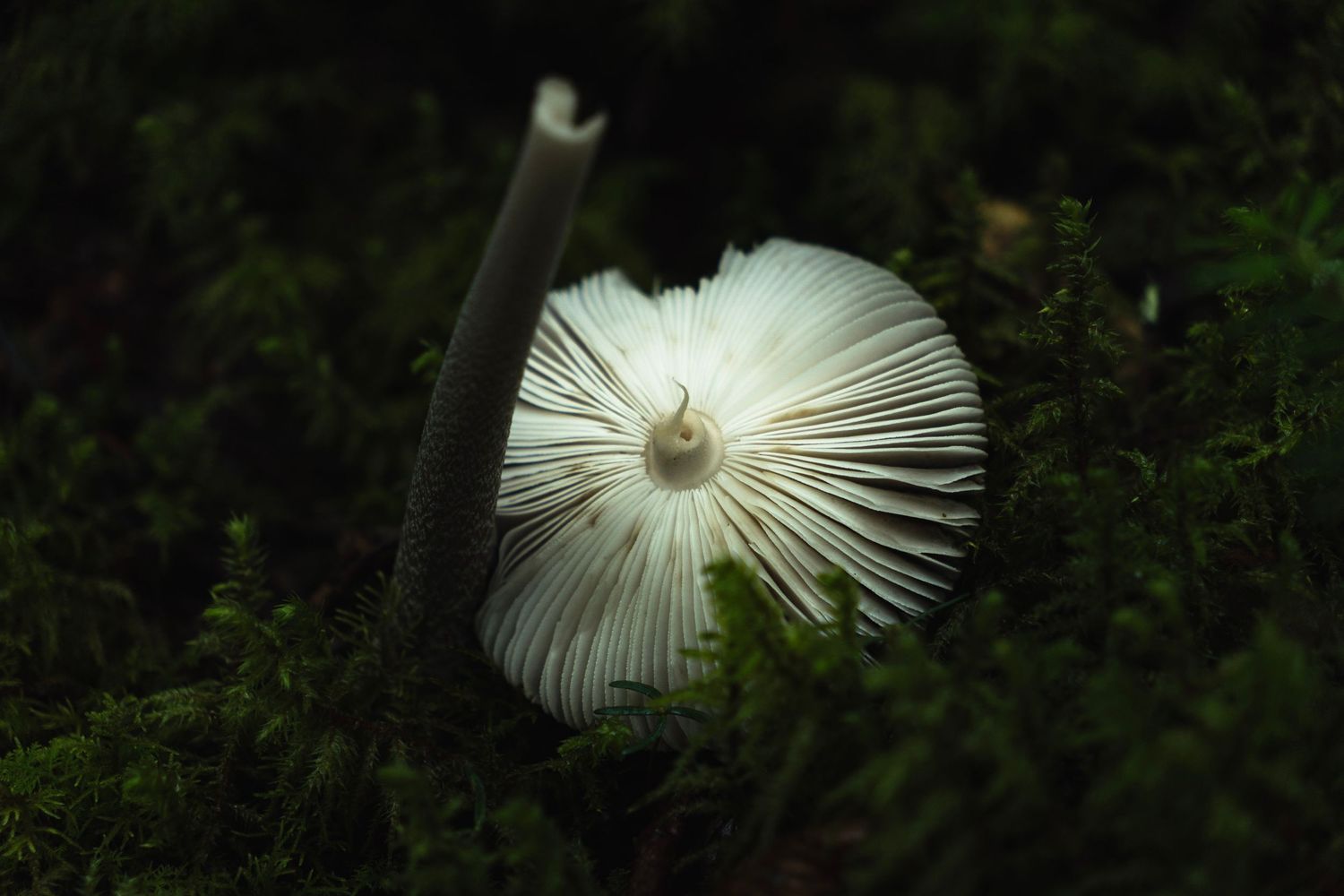 White mushroom with delicate gills growing among green moss in dark forest.