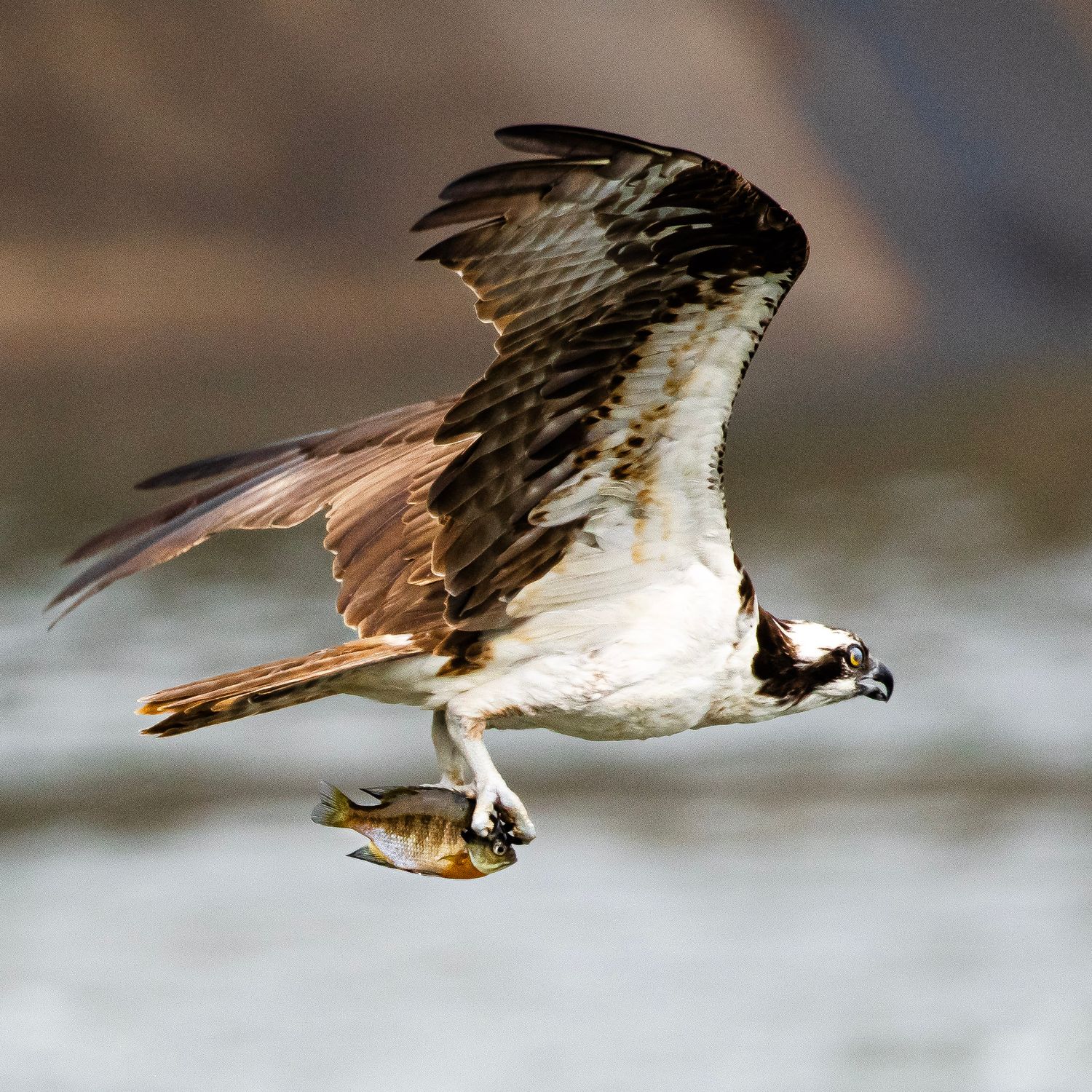 An osprey in flight clutches a freshly caught fish in its talons over open water.
