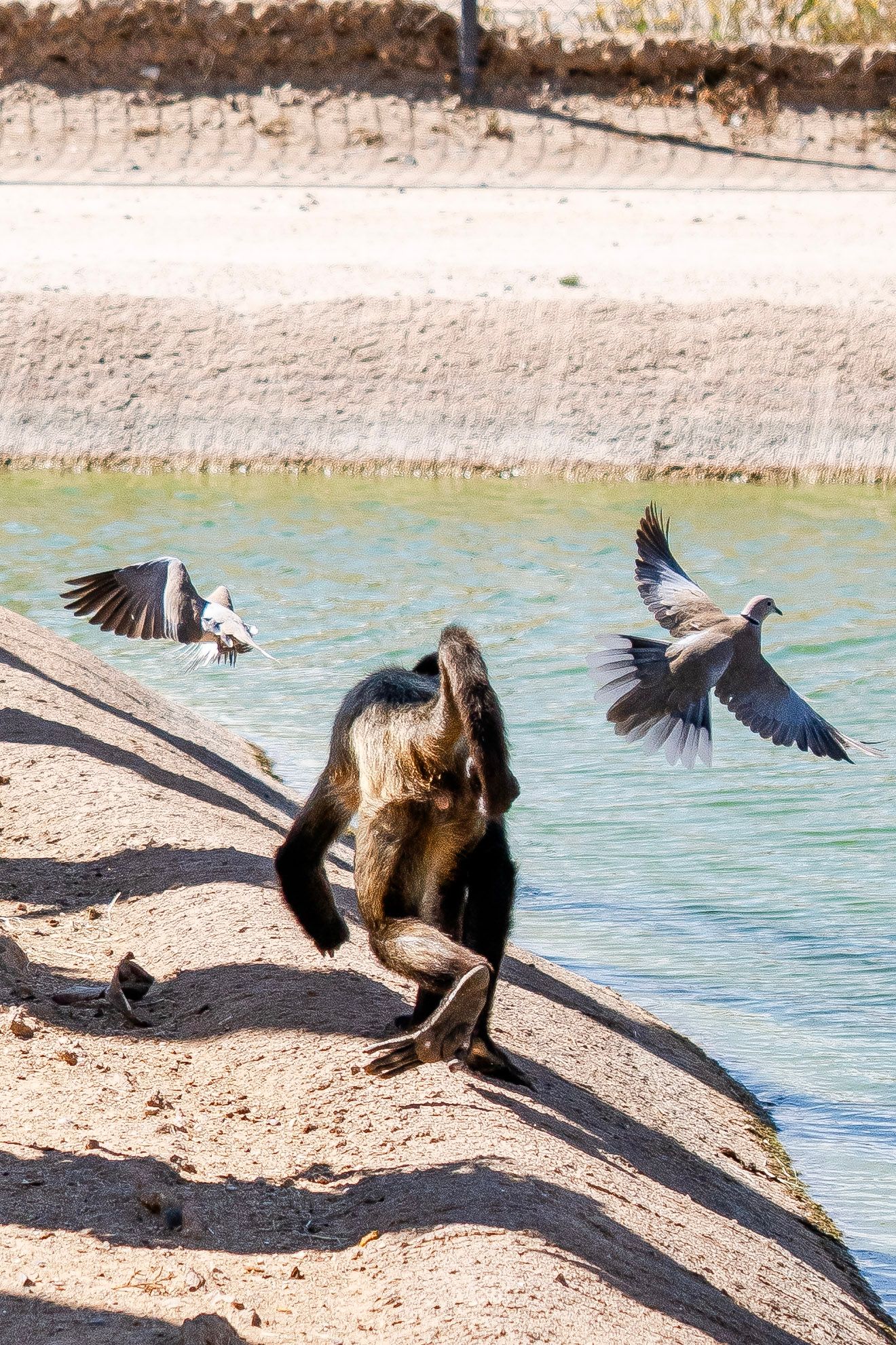 A baboon crouches on a sandy riverbank as two pigeons take flight over turquoise water.