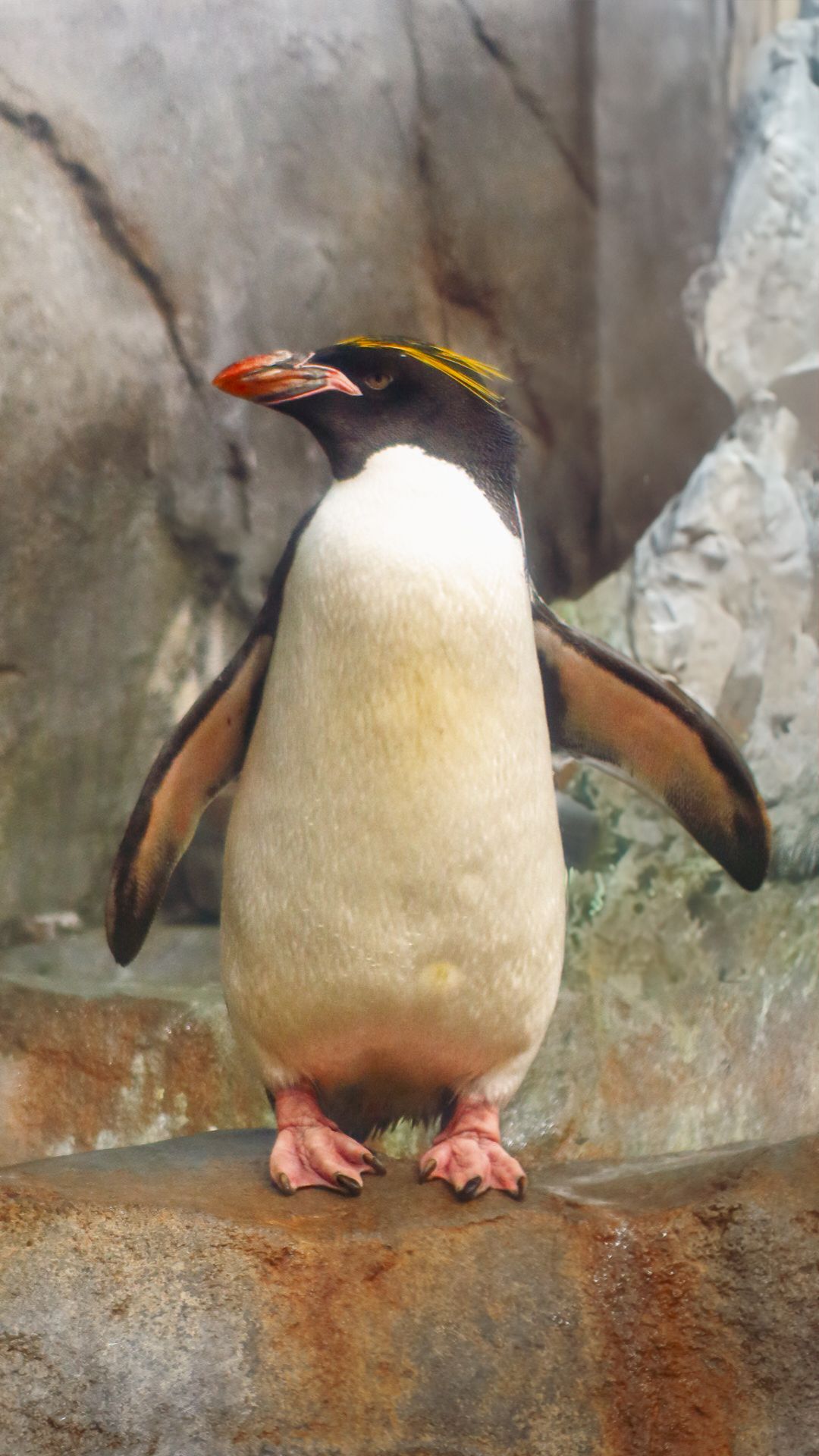A rockhopper penguin with yellow crest feathers and red beak standing on rocky terrain at a zoo exhibit.