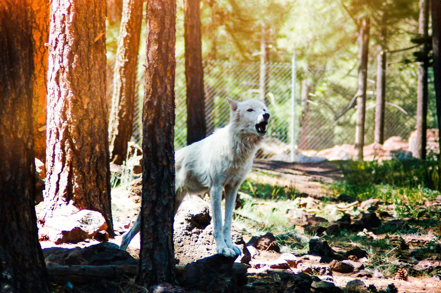 White wolf standing alert among trees in a forested enclosure with sunlight streaming through the branches.