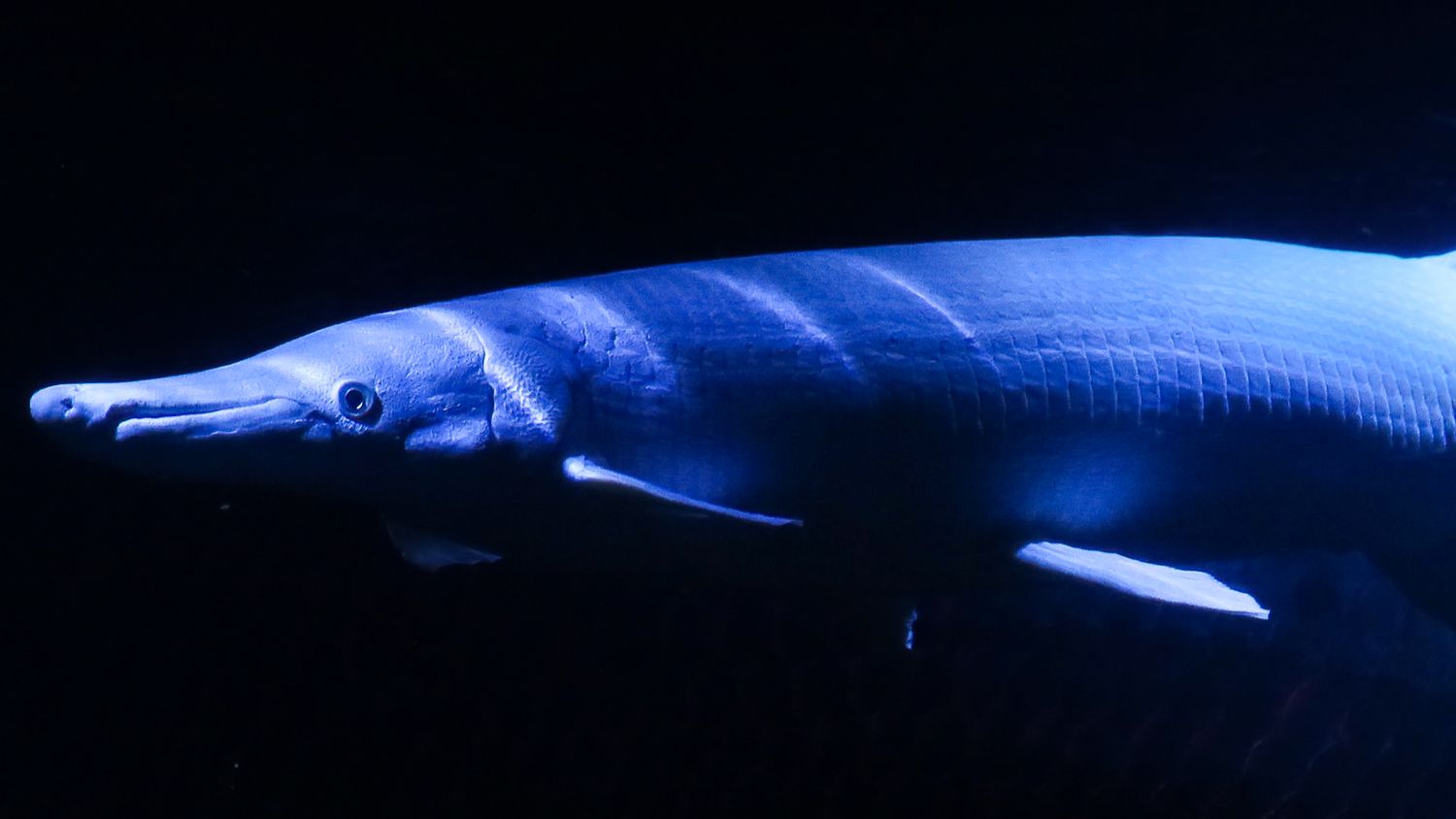 Alligator gar fish glowing blue while swimming in dark aquarium water.
