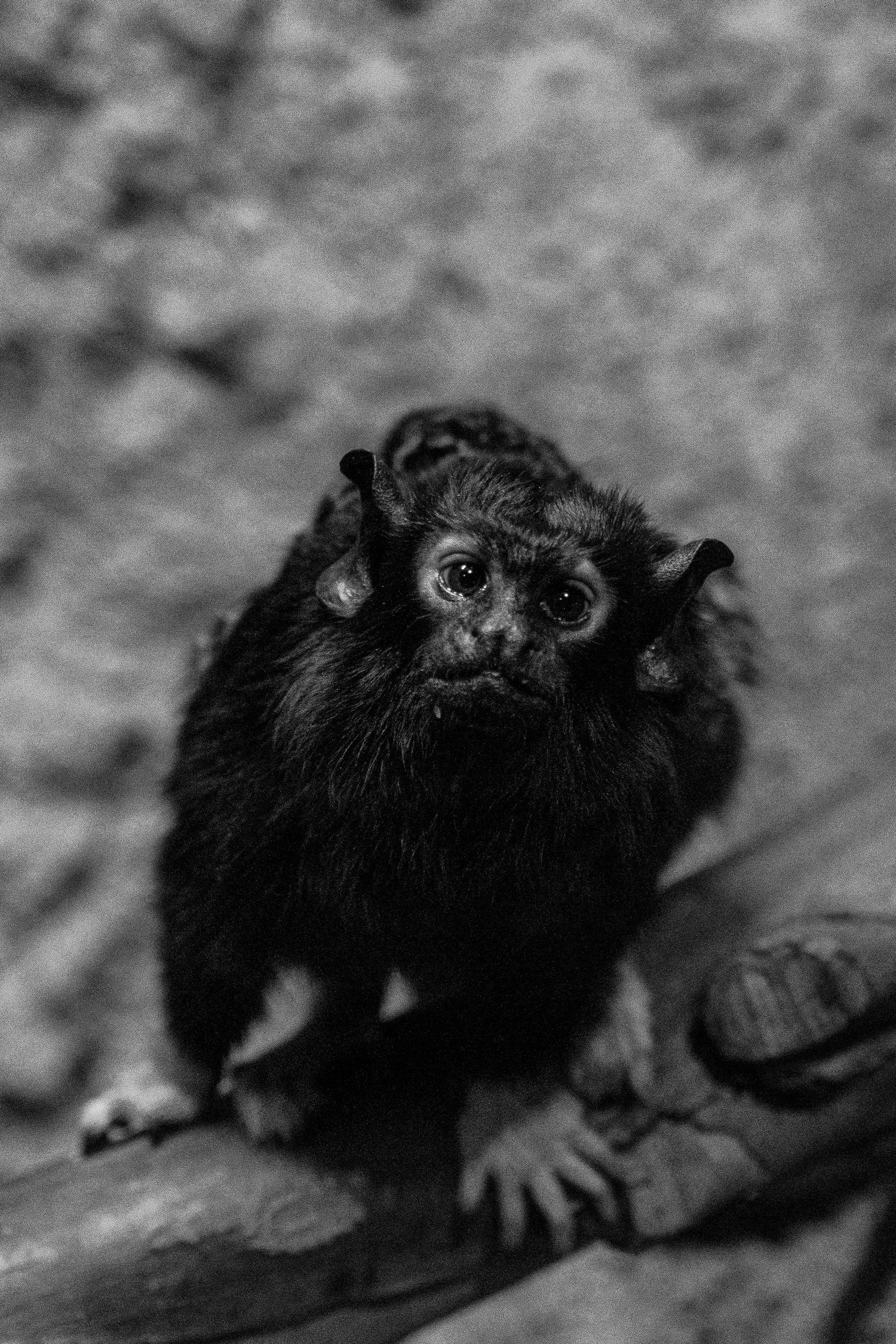 Dark black and white close-up portrait of a small marmoset monkey perched on wooden branch.