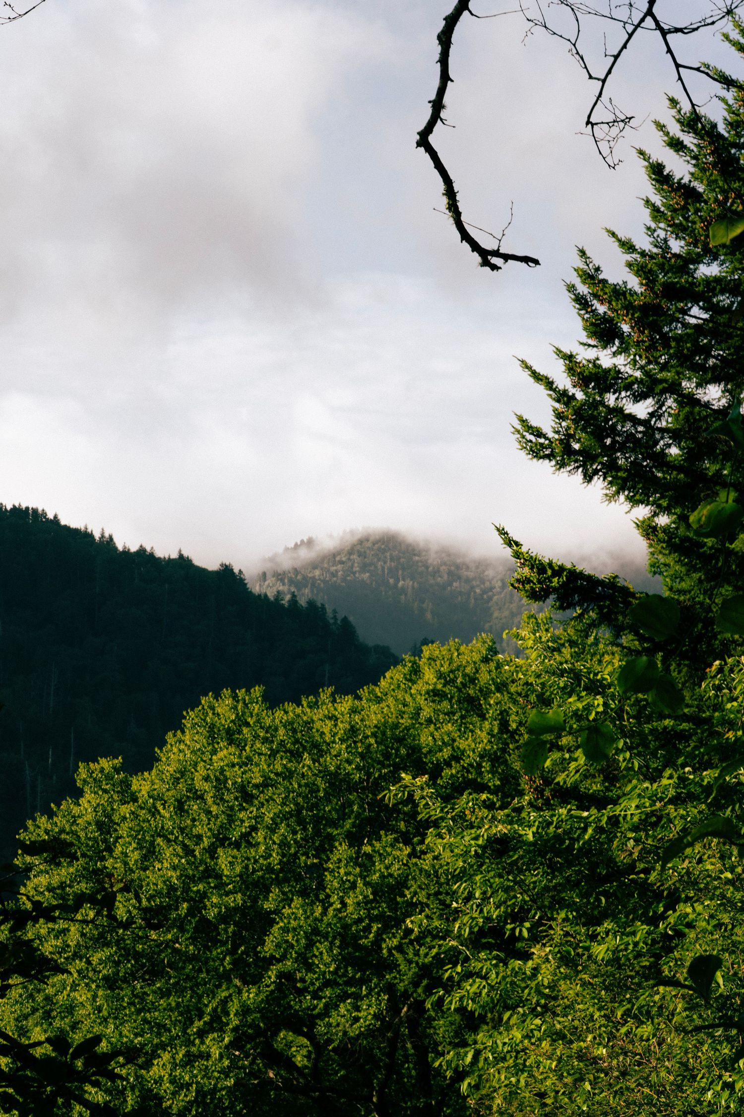 Misty mountain peak surrounded by clouds framed by green pine and deciduous trees.