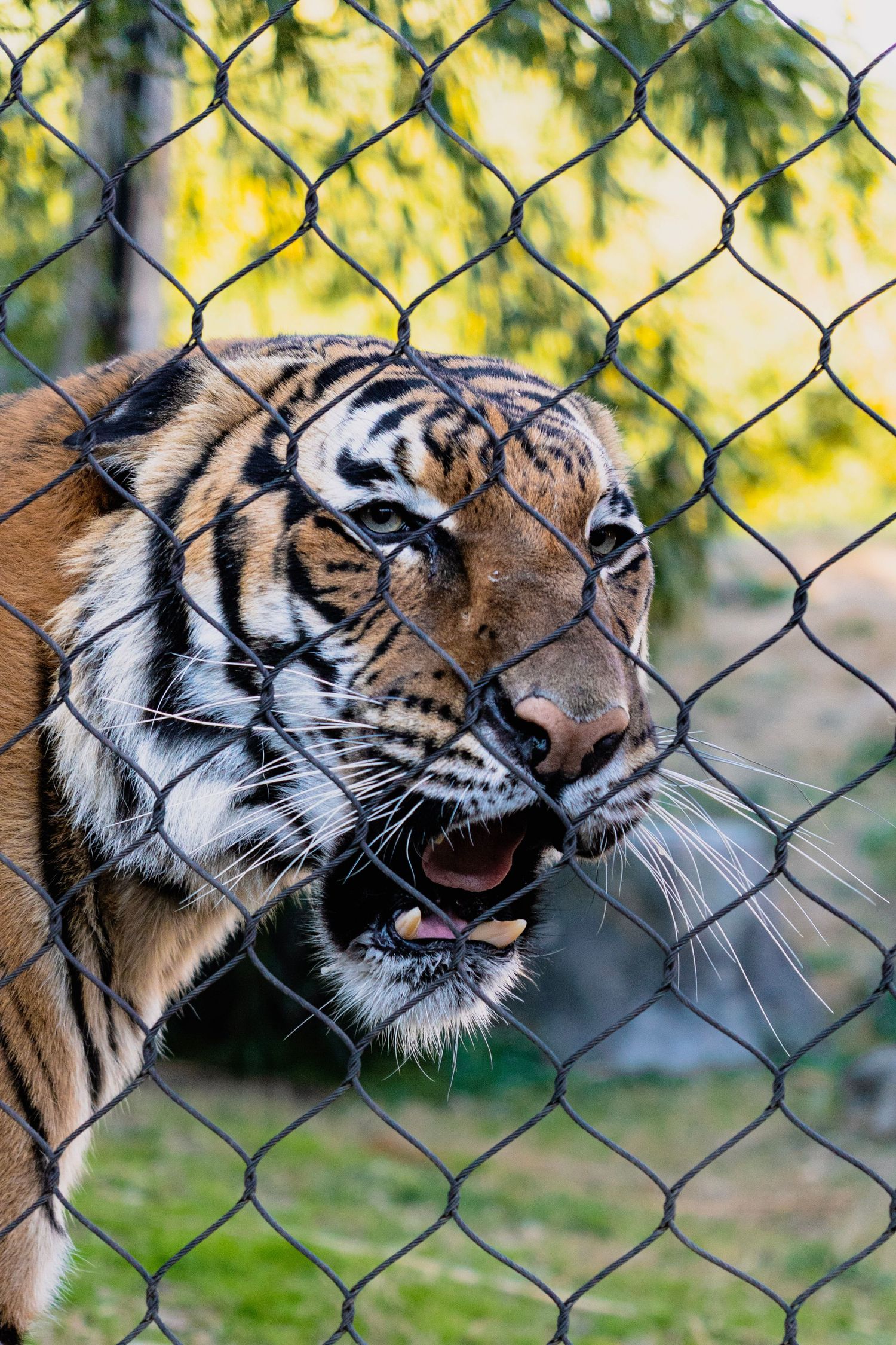 A snarling Bengal tiger baring its teeth behind a chain-link fence enclosure.