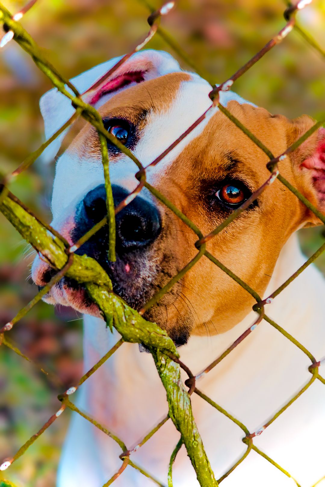 A brown and white bulldog pressing its face through a chain-link fence outdoors.