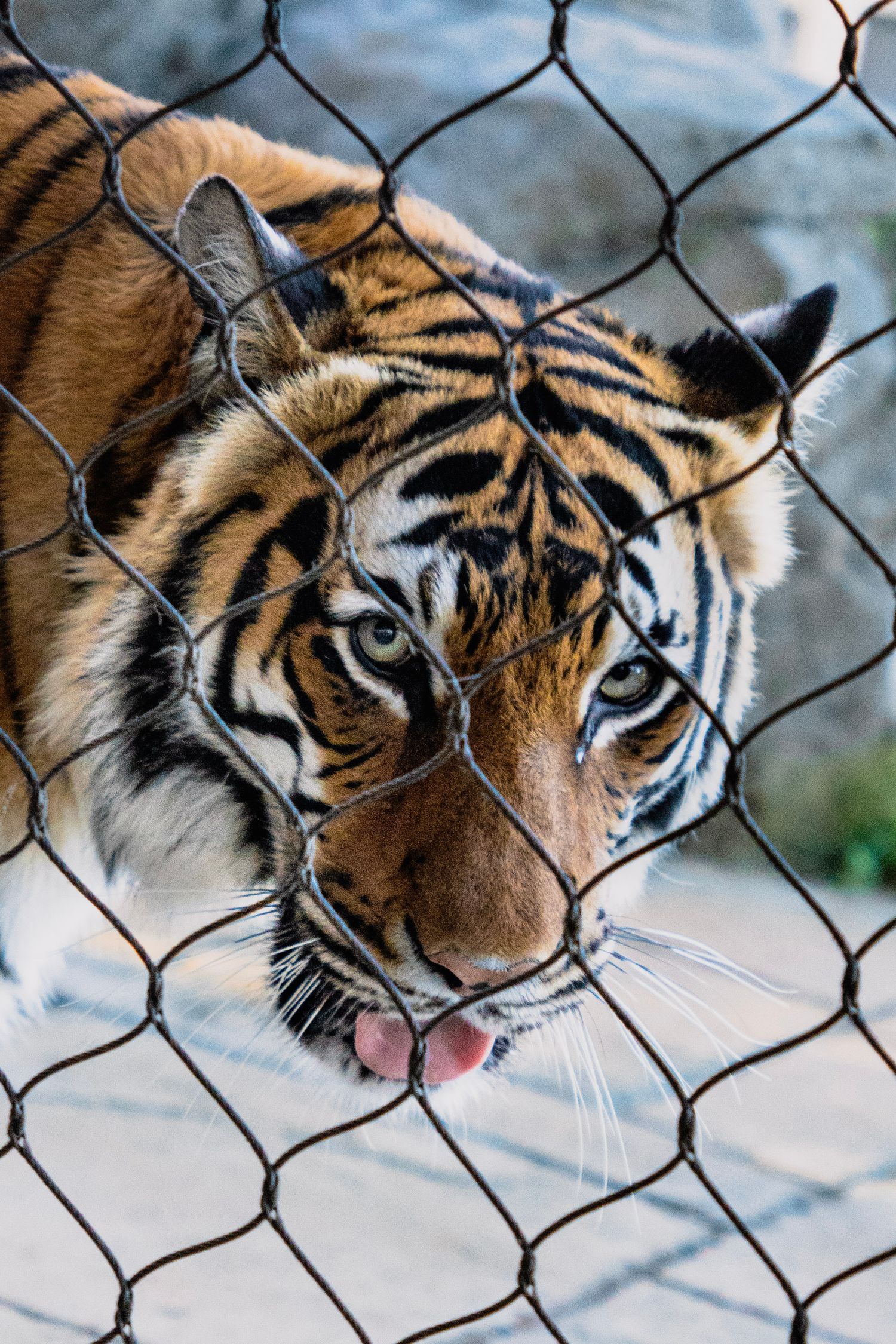 A Bengal tiger sticking its tongue out behind a chain-link fence at a zoo.