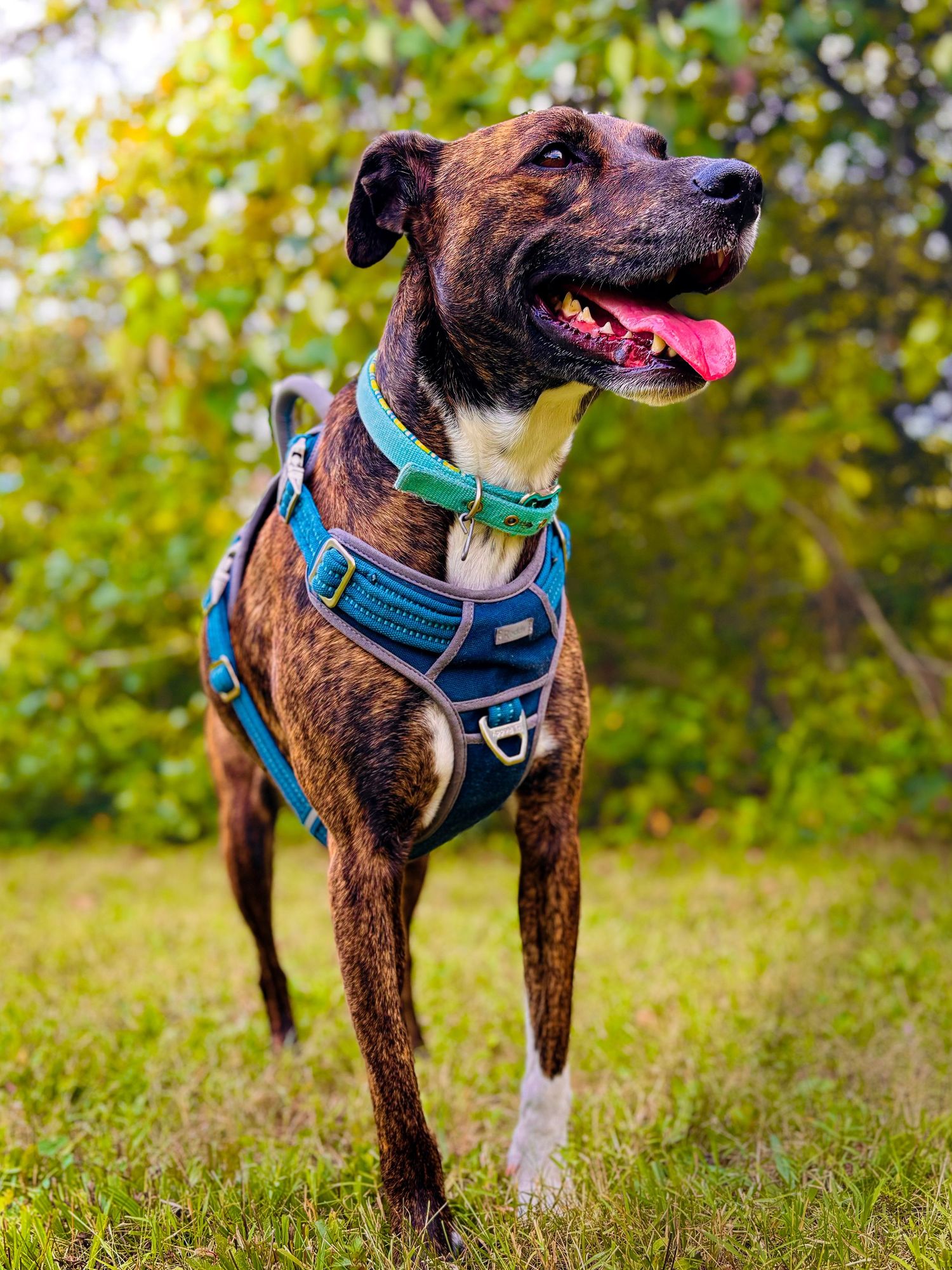 A brindle dog wearing a blue harness standing alert in a green outdoor setting.