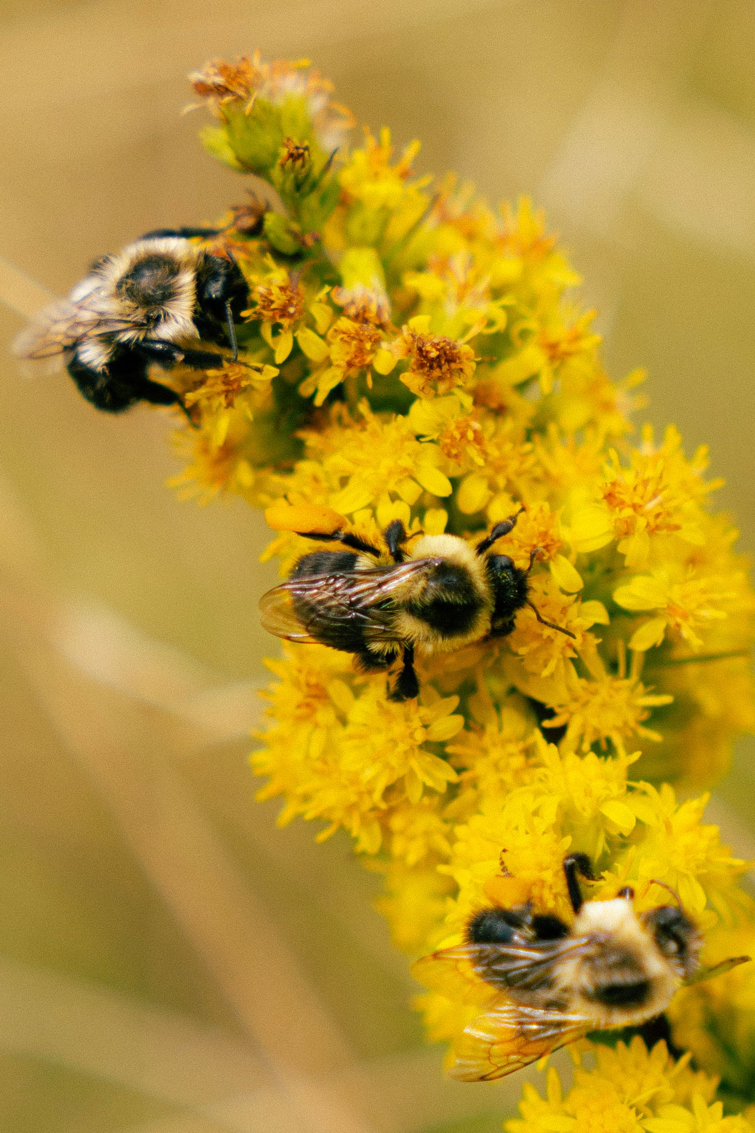 Three bumblebees collecting pollen on bright yellow goldenrod wildflowers.